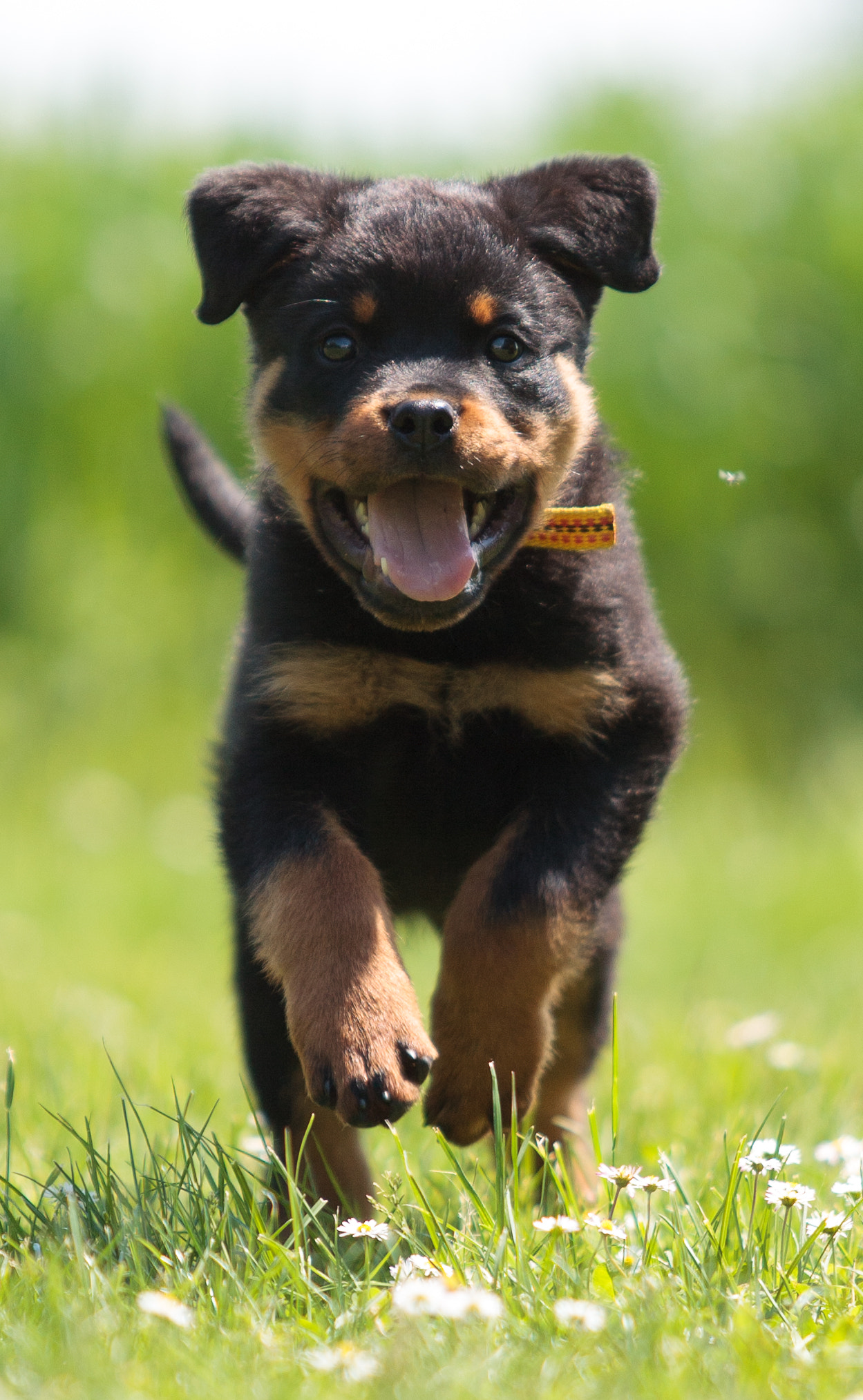 Canon EOS-1D Mark III sample photo. Dog (rottweiler) photography