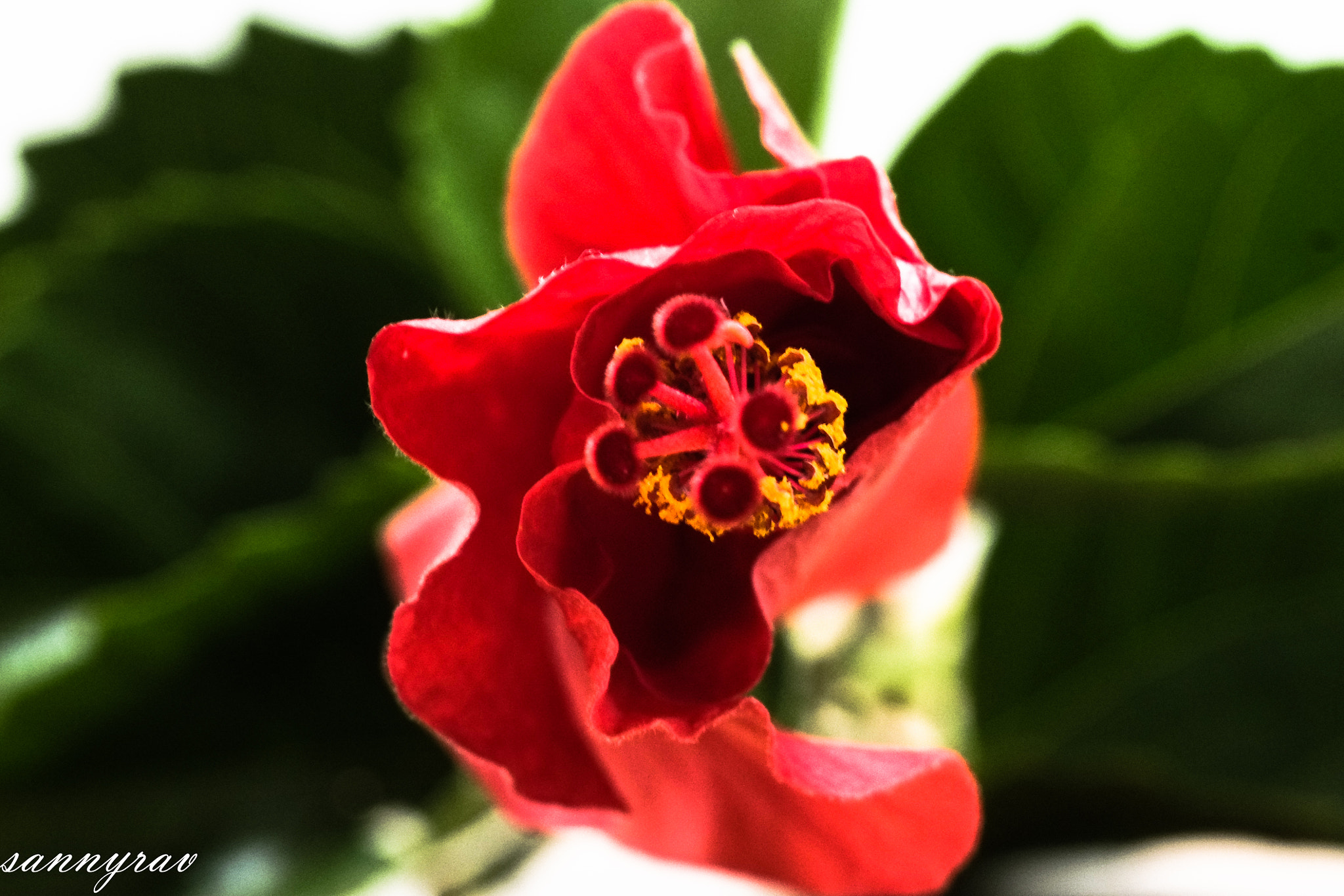 Fujifilm X-E1 + Fujifilm XF 60mm F2.4 R Macro sample photo. Red gumamela photography
