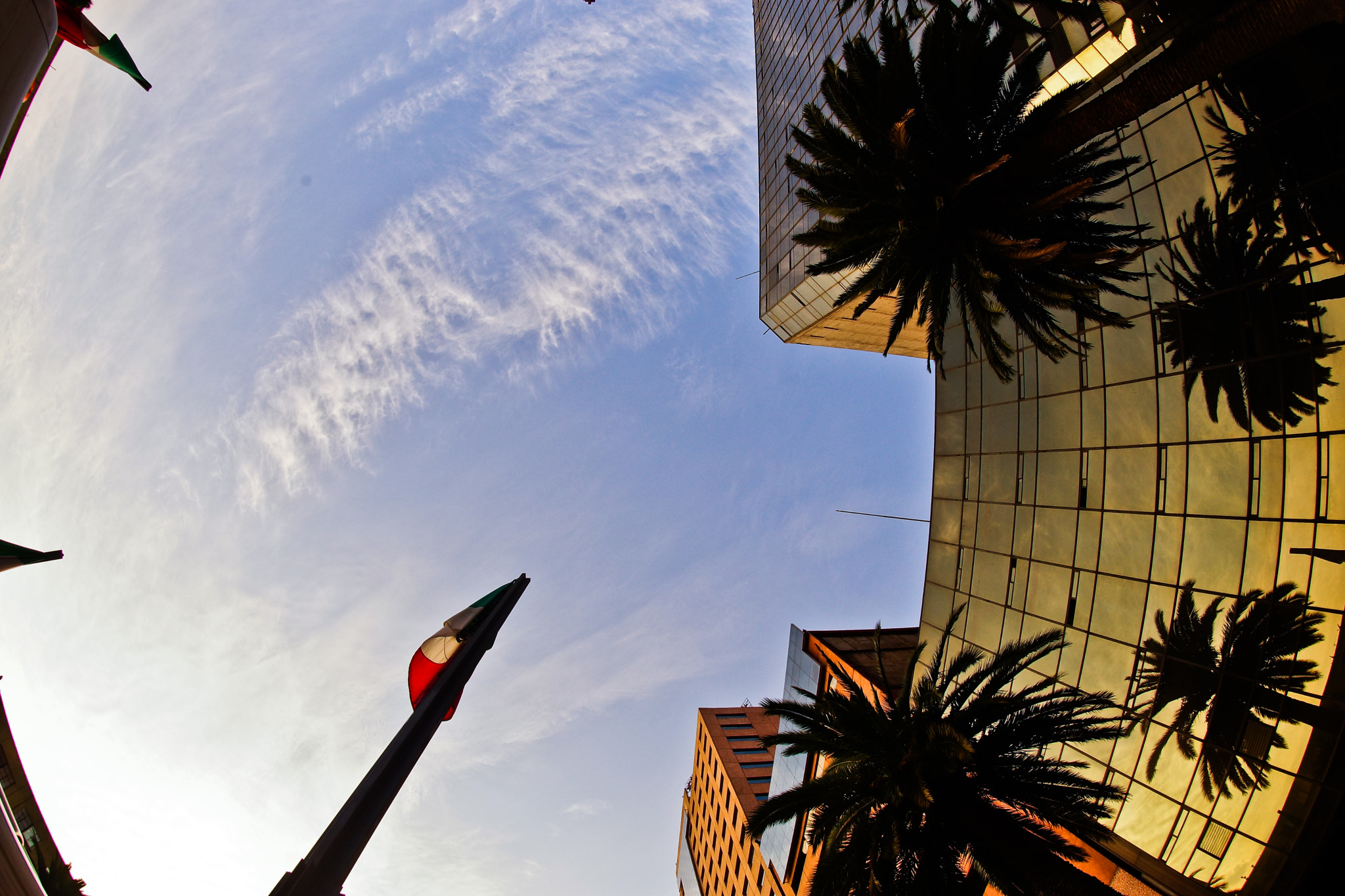 Sony a99 II + Sony 16mm F2.8 Fisheye sample photo. Palmeras y cielo citadinos photography