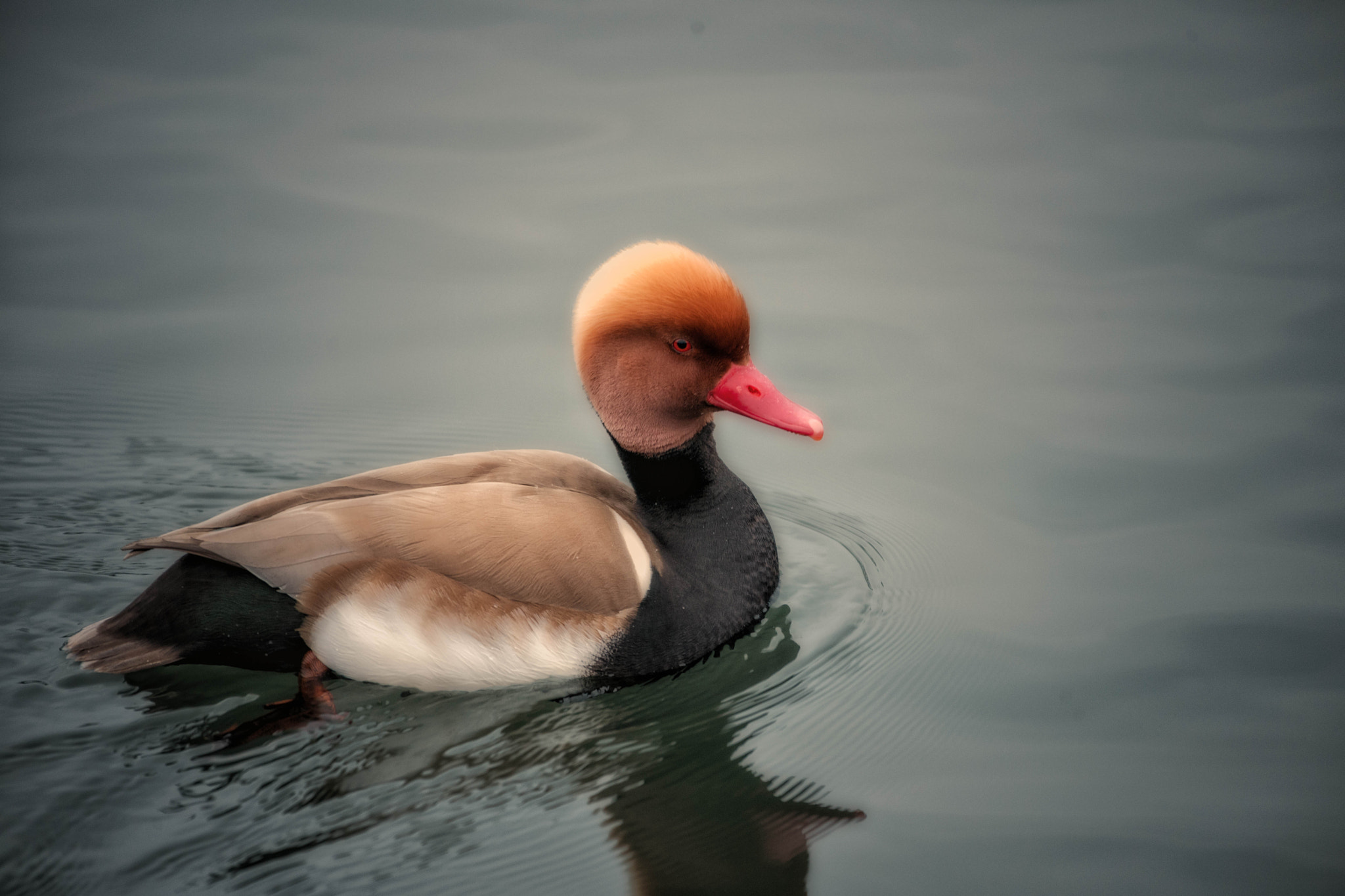 Nikon D3X sample photo. Hometown red-crested pochart photography
