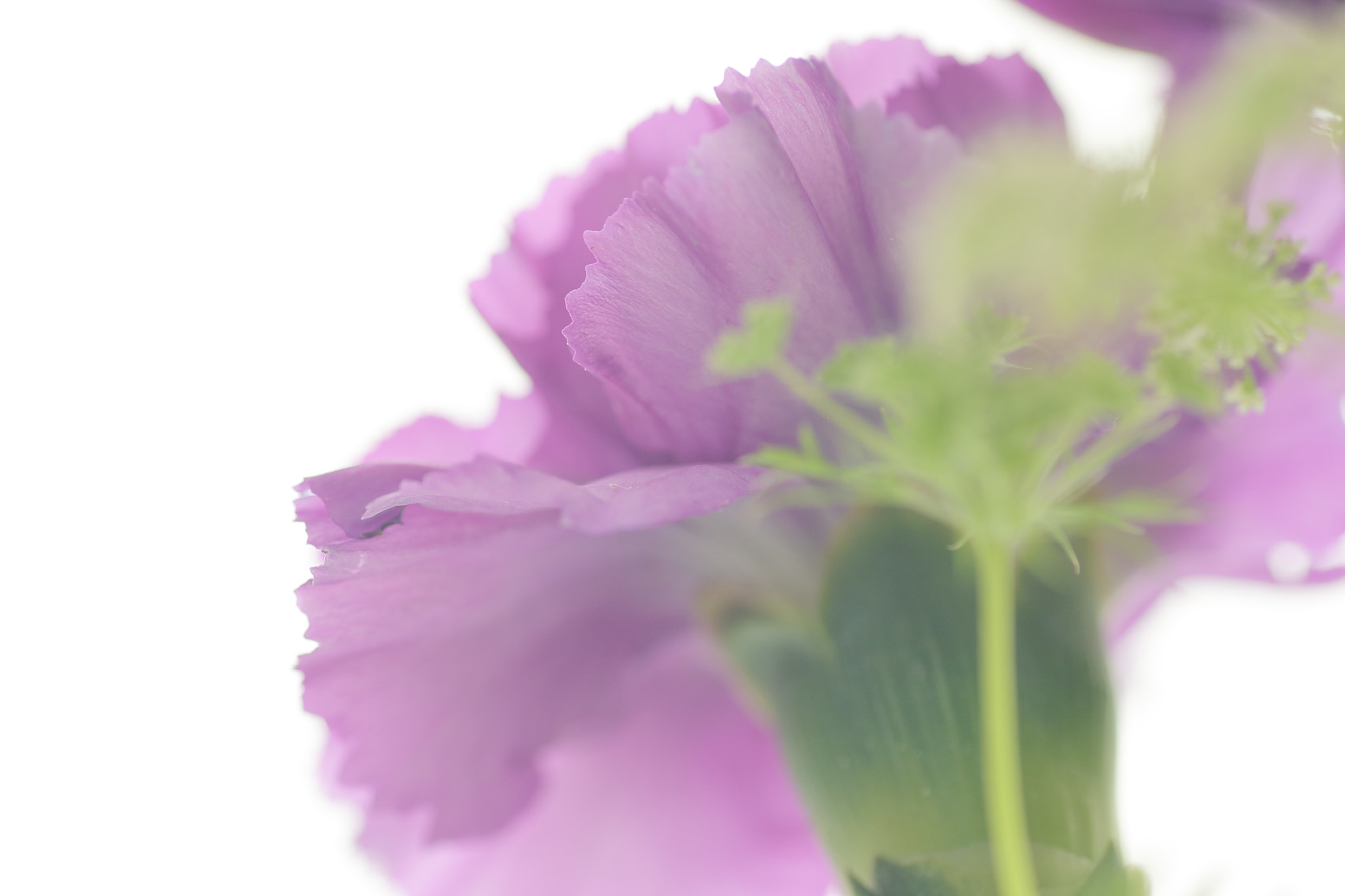 Tamron SP AF 90mm F2.8 Di Macro sample photo. Moondust photography