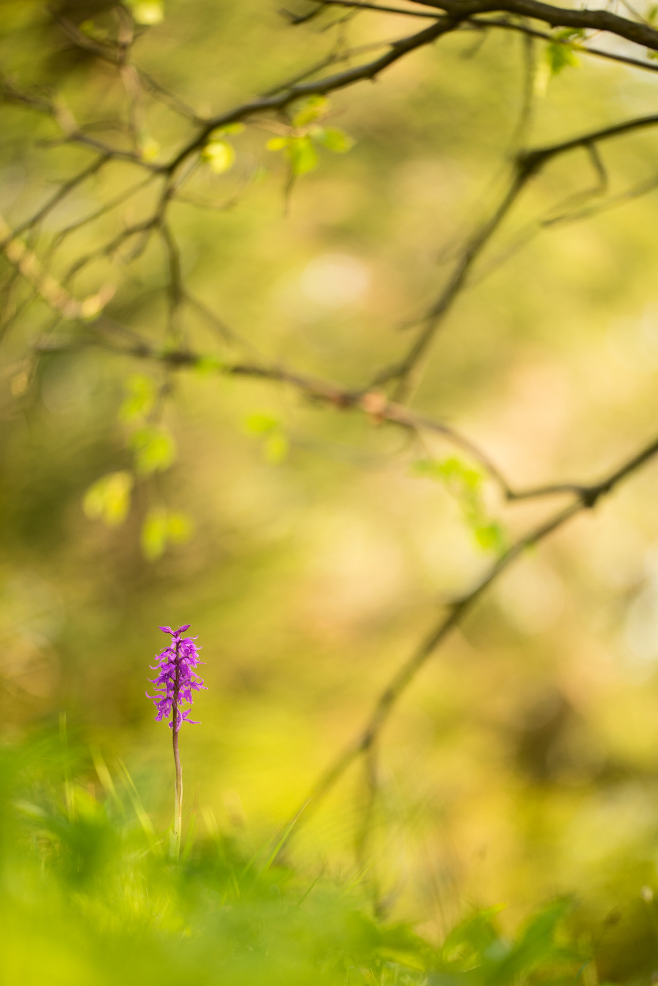 Sigma 150mm f/2.8 EX DG OS HSM APO Macro sample photo. Sheltered photography