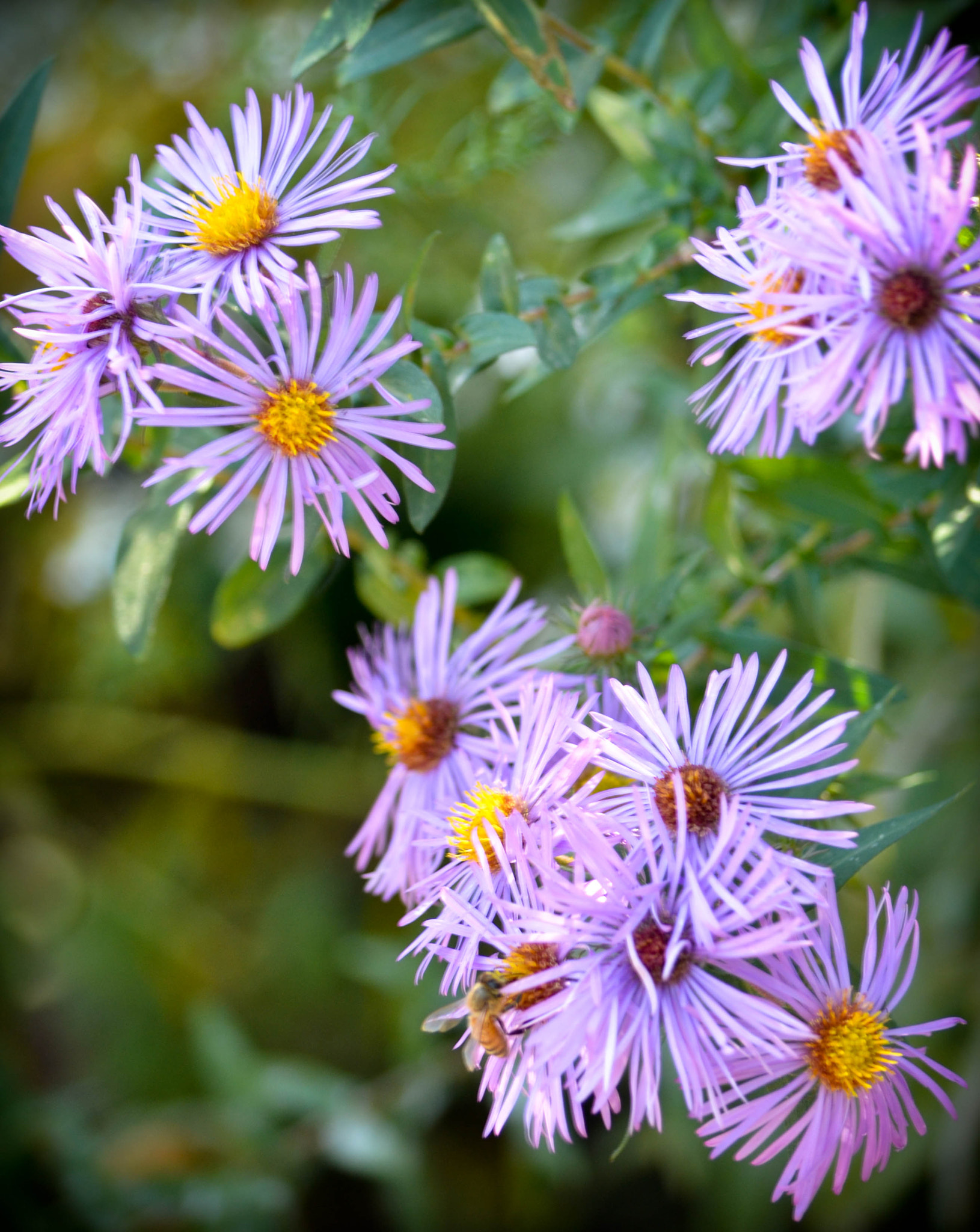 Nikon D3100 + Sigma 17-70mm F2.8-4 DC Macro OS HSM | C sample photo. Flower photography