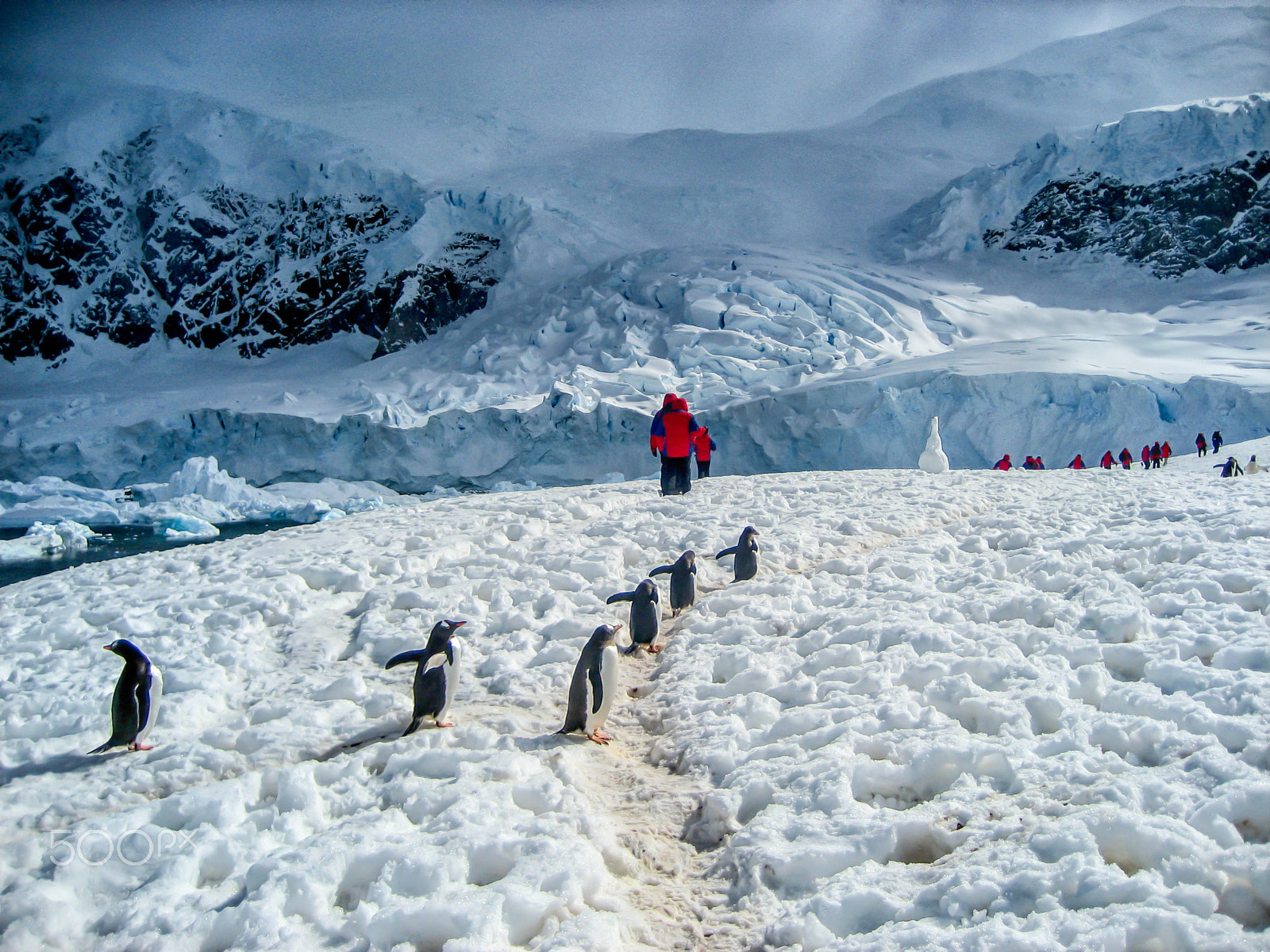 Canon DIGITAL IXUS 65 sample photo. Walking with adele penguins in antarctica photography