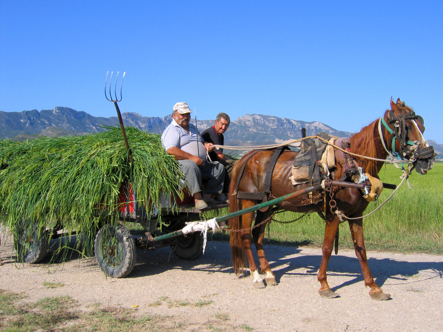 Canon POWERSHOT S50 sample photo. Ramasseurs de riz photography