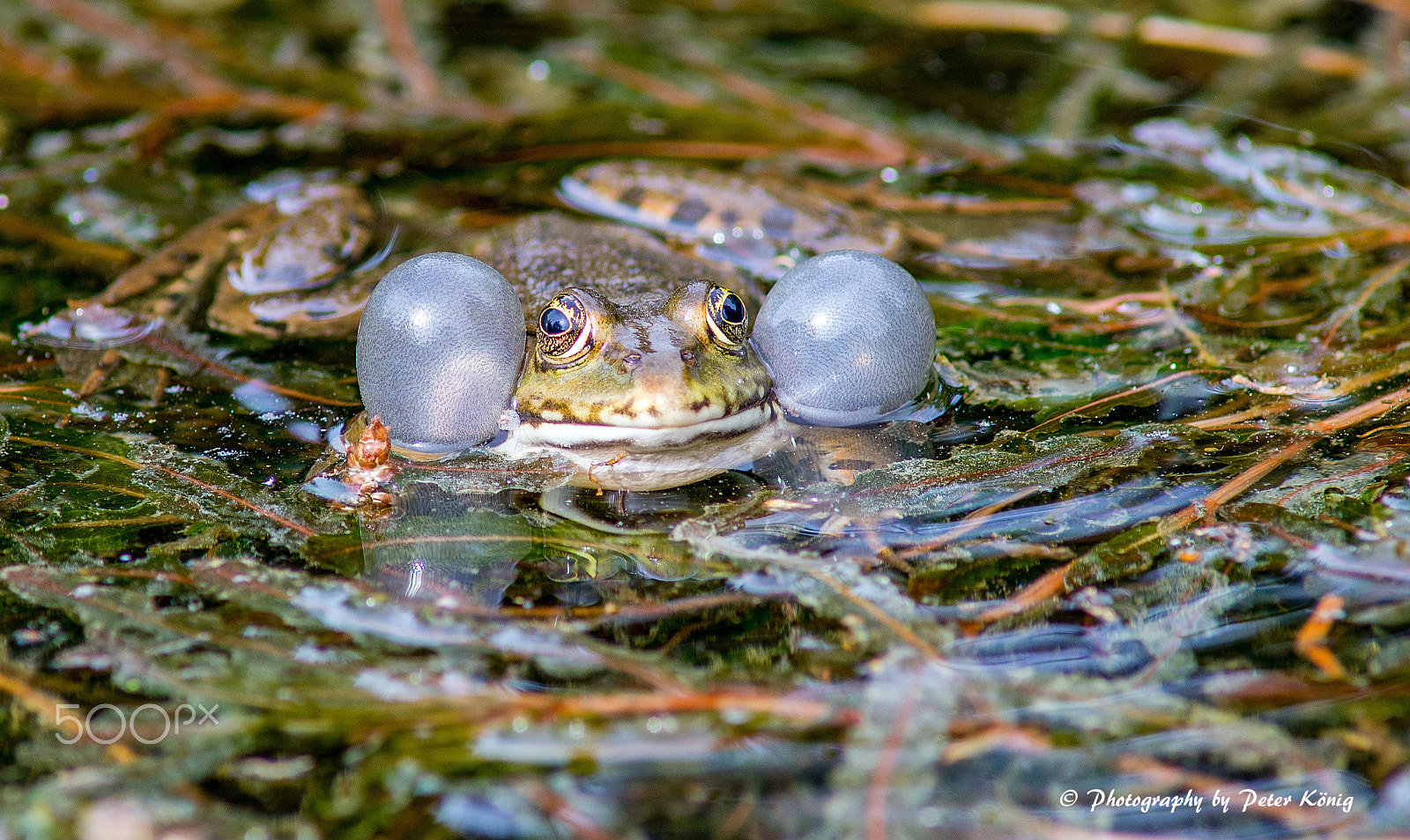 AF Nikkor 300mm f/4 IF-ED sample photo. Croaking frog photography