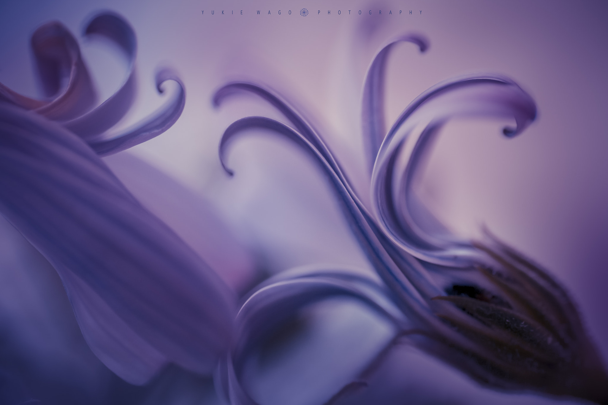 Tamron SP AF 90mm F2.8 Di Macro sample photo. *** photography