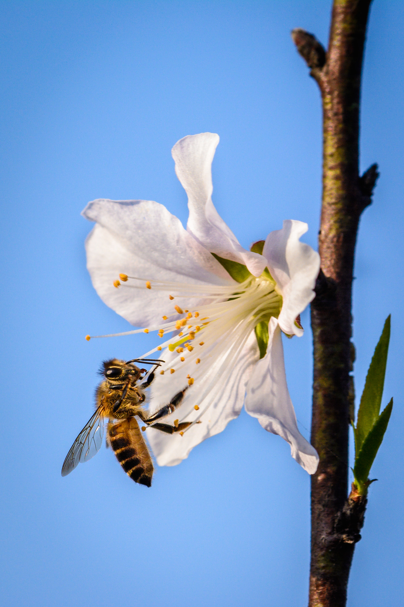 Nikon D7100 + Nikon AF Micro-Nikkor 200mm F4D ED-IF sample photo. Bee photography