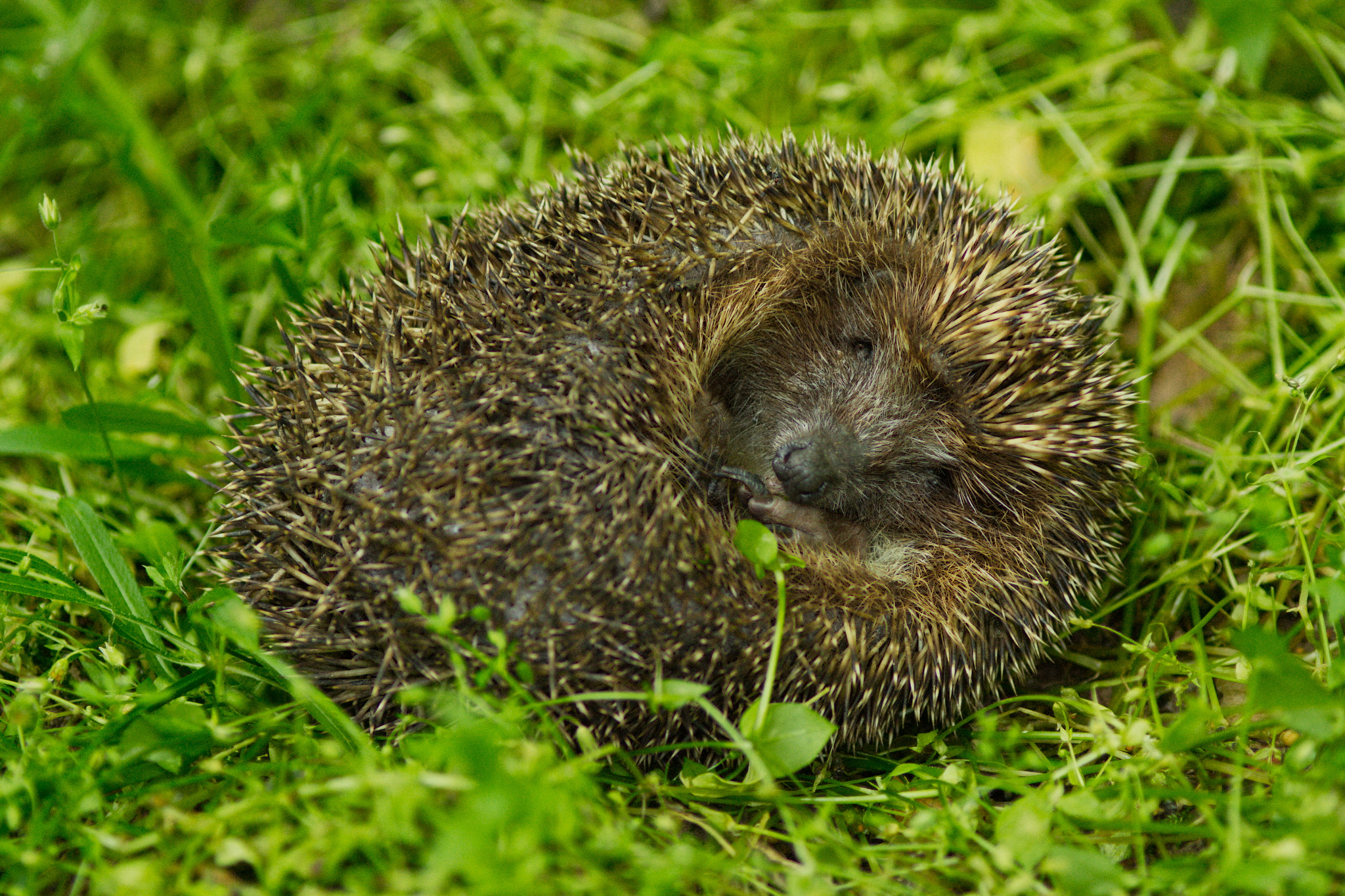 Canon EOS 700D (EOS Rebel T5i / EOS Kiss X7i) + Canon EF 200mm F2.8L II USM sample photo. The hedgehog and the trust photography