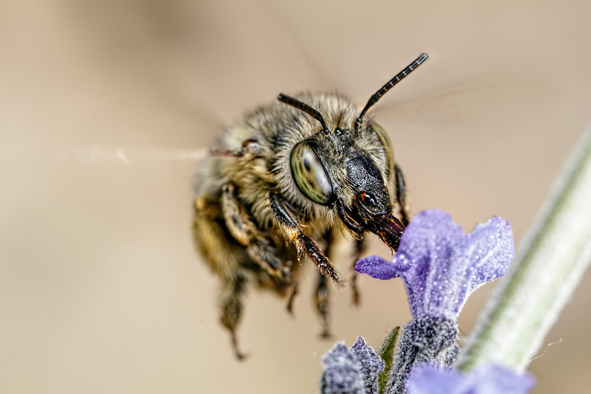 Canon MP-E 65mm F2.5 1-5x Macro Photo sample photo. Hairy footed bee photography