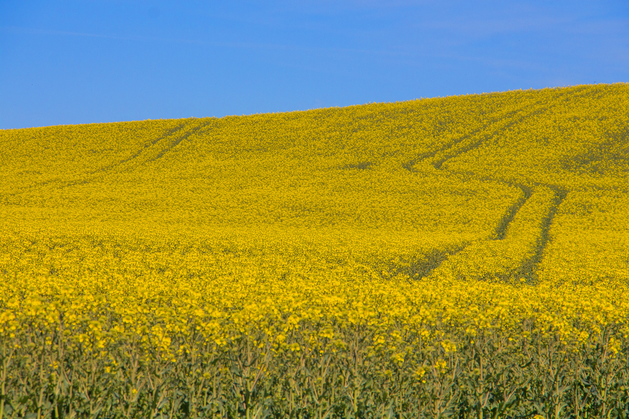 Canon EF-S 18-135mm F3.5-5.6 IS STM sample photo. Yellow field photography