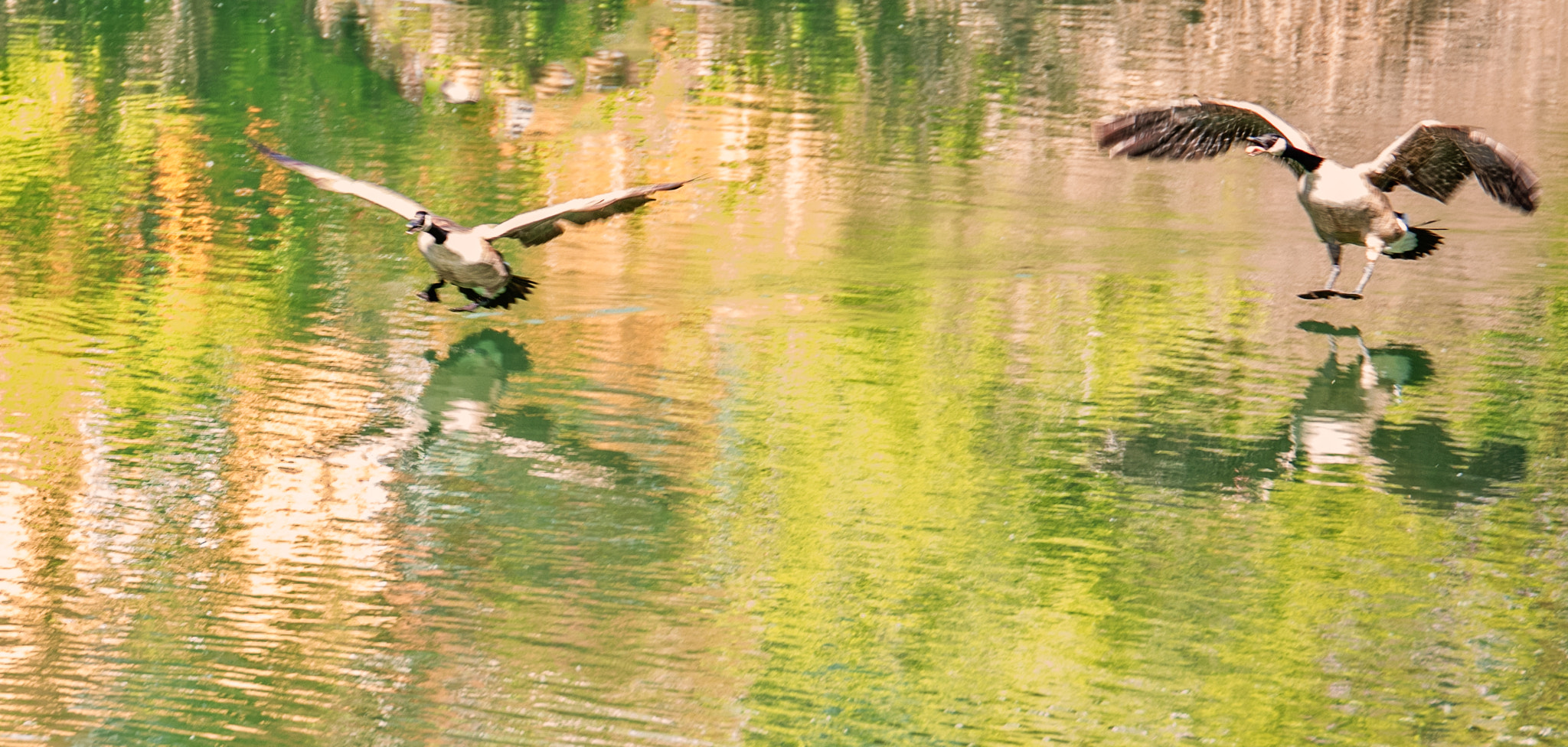 Panasonic Lumix G X Vario 35-100mm F2.8 OIS sample photo. Geese approach photography