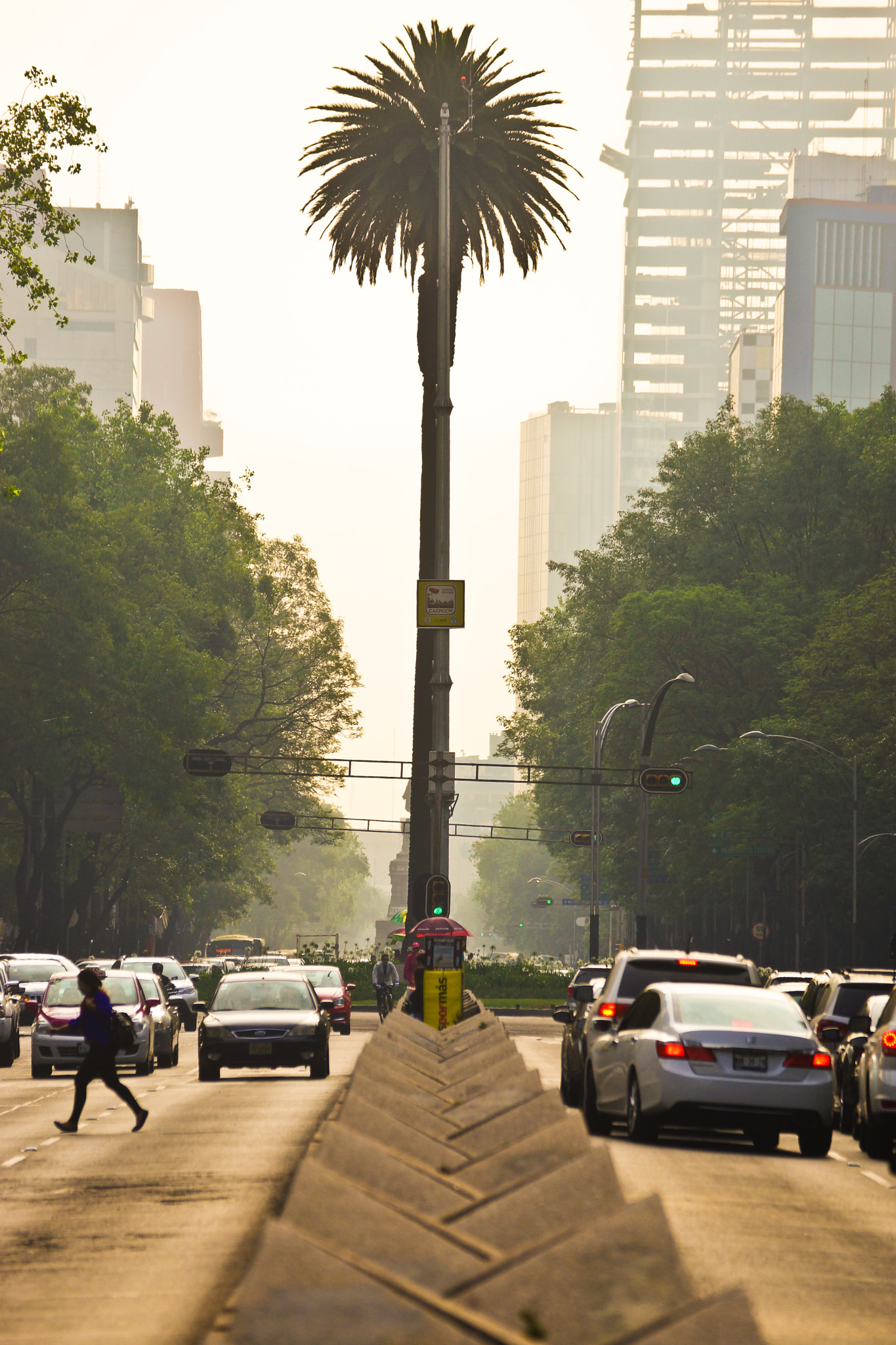 Sony 70-300mm F4.5-5.6 G SSM sample photo. Palmera en reforma photography
