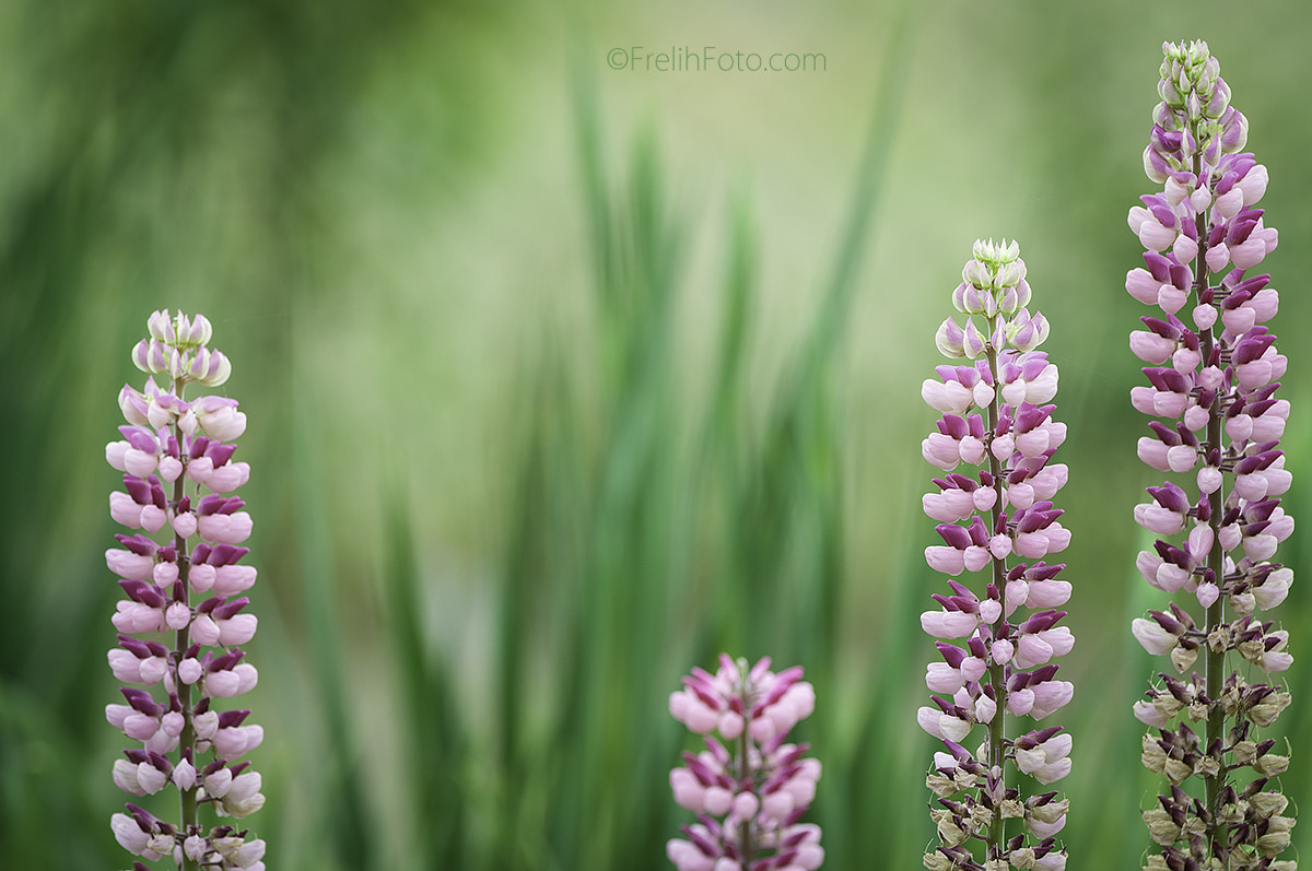 AF-S Nikkor 300mm f/2.8D IF-ED II sample photo. Meadow treasure photography