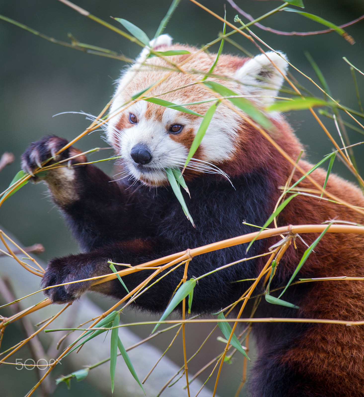 Canon EF 100-400mm F4.5-5.6L IS USM sample photo. Red panda photography
