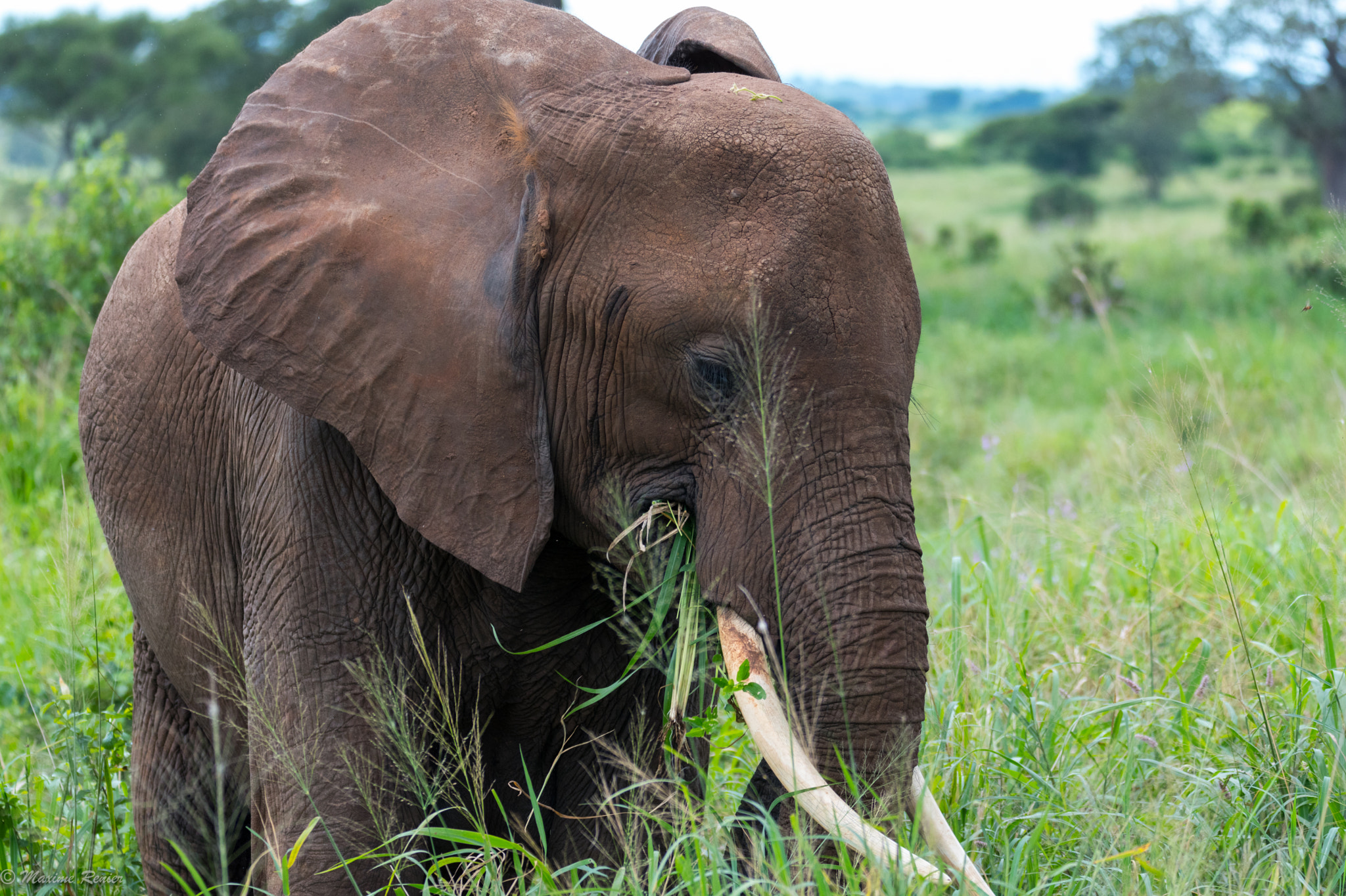 Sigma 150-600mm F5-6.3 DG OS HSM | C sample photo. Safari in tanzania photography