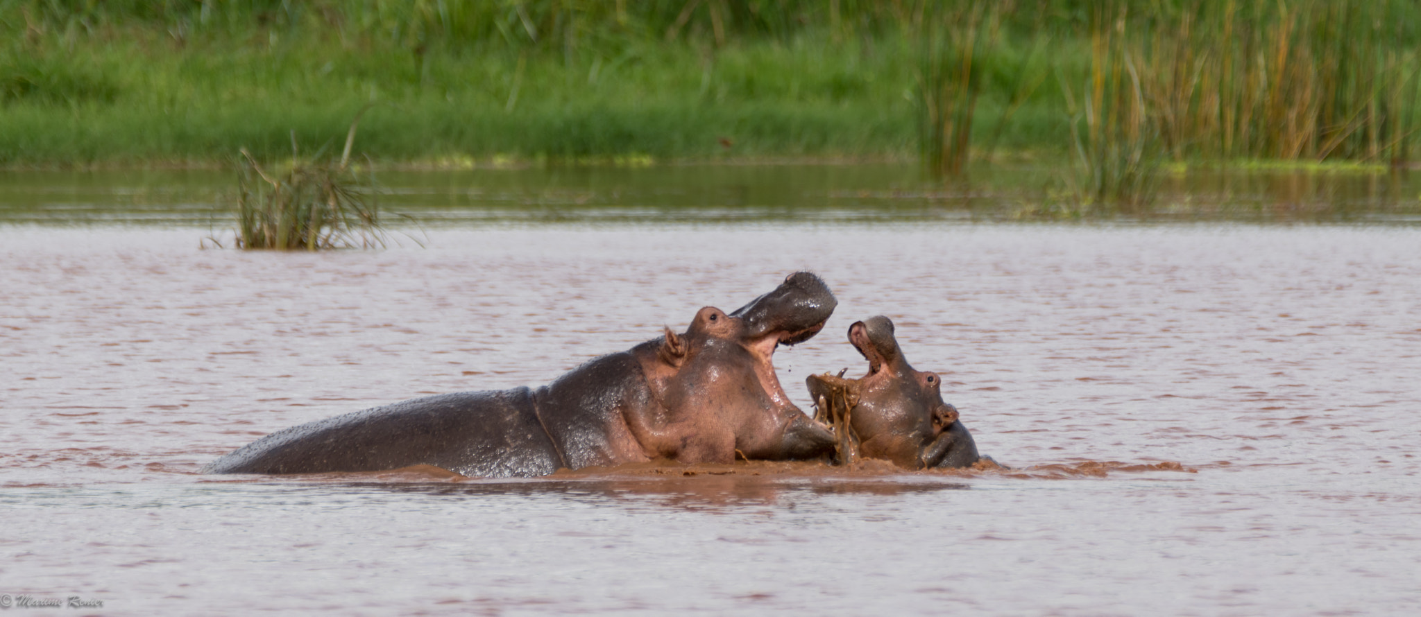 Sigma 150-600mm F5-6.3 DG OS HSM | C sample photo. Safari in tanzania photography