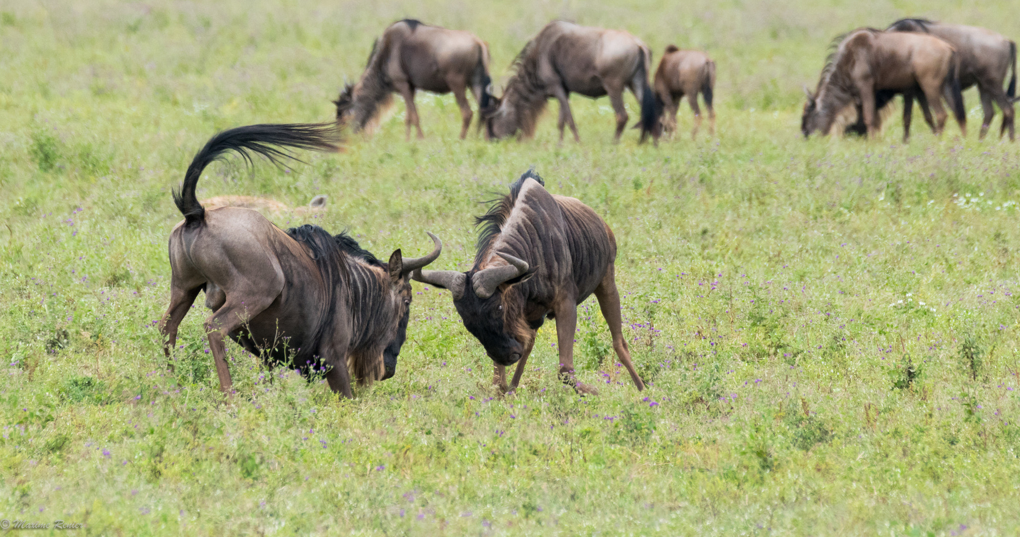 Sigma 150-600mm F5-6.3 DG OS HSM | C sample photo. Safari in tanzania photography