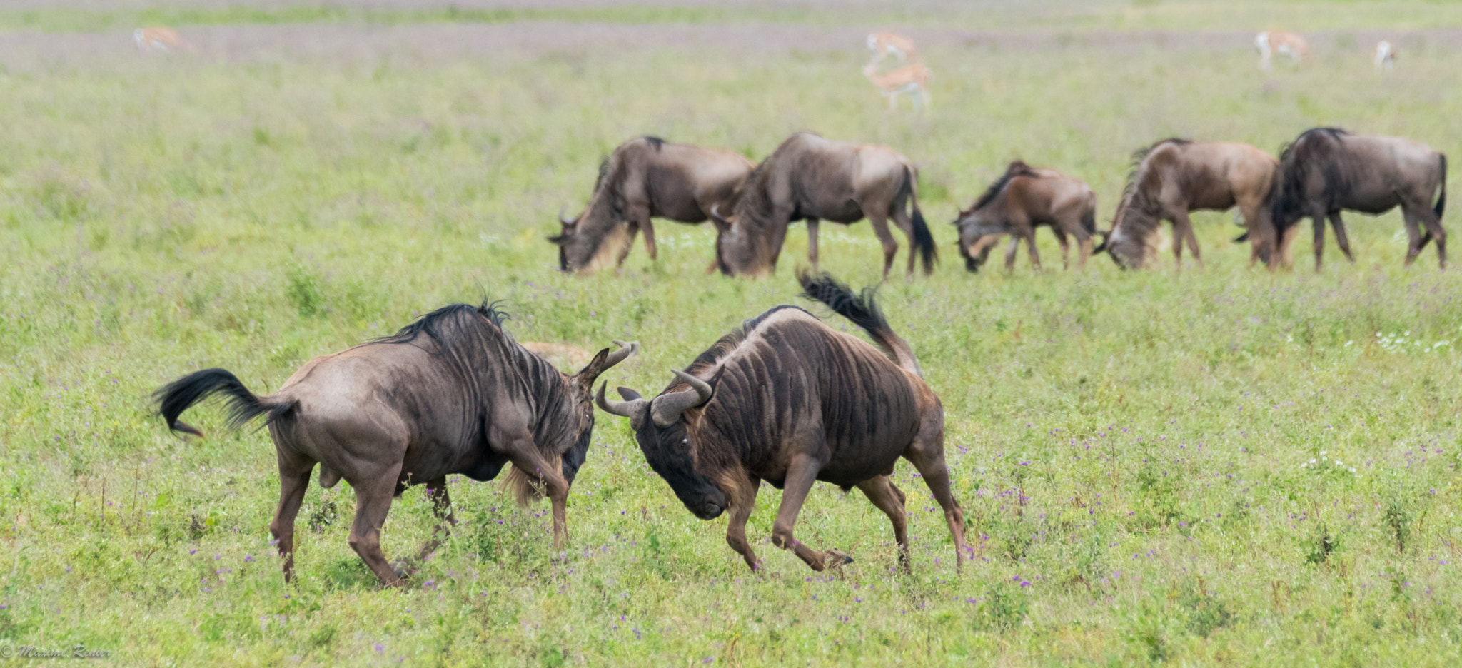 Sigma 150-600mm F5-6.3 DG OS HSM | C sample photo. Safari in tanzania photography