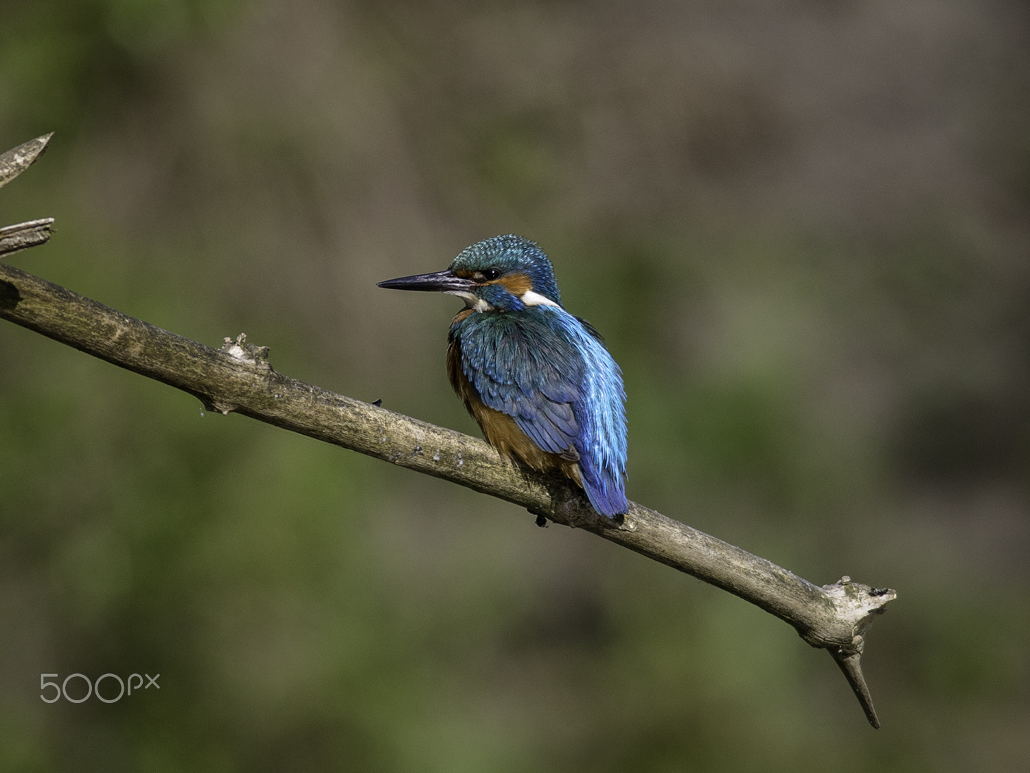 Canon EOS-1D X sample photo. Kingfisher photography