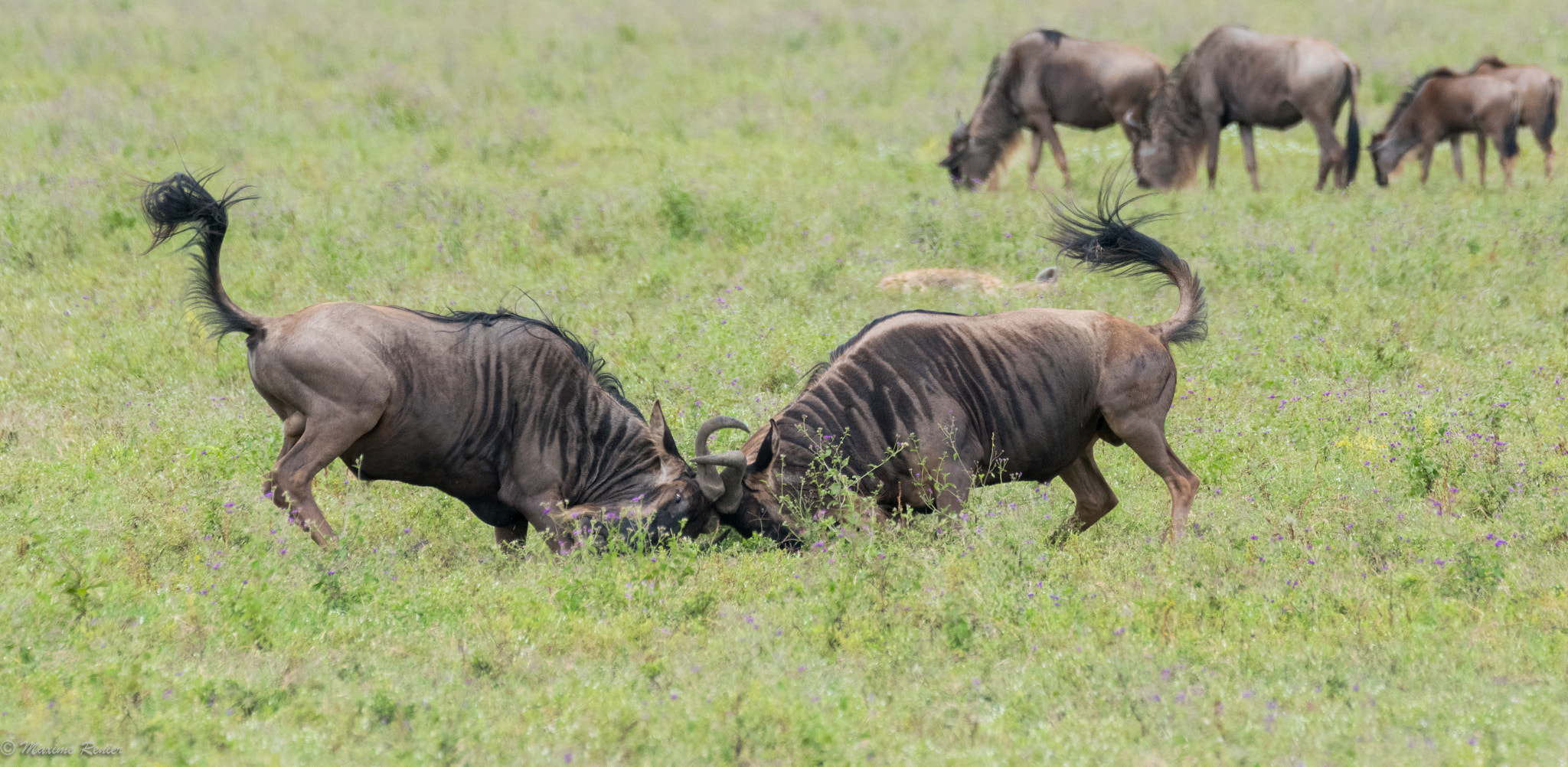 Sigma 150-600mm F5-6.3 DG OS HSM | C sample photo. Safari in tanzania photography