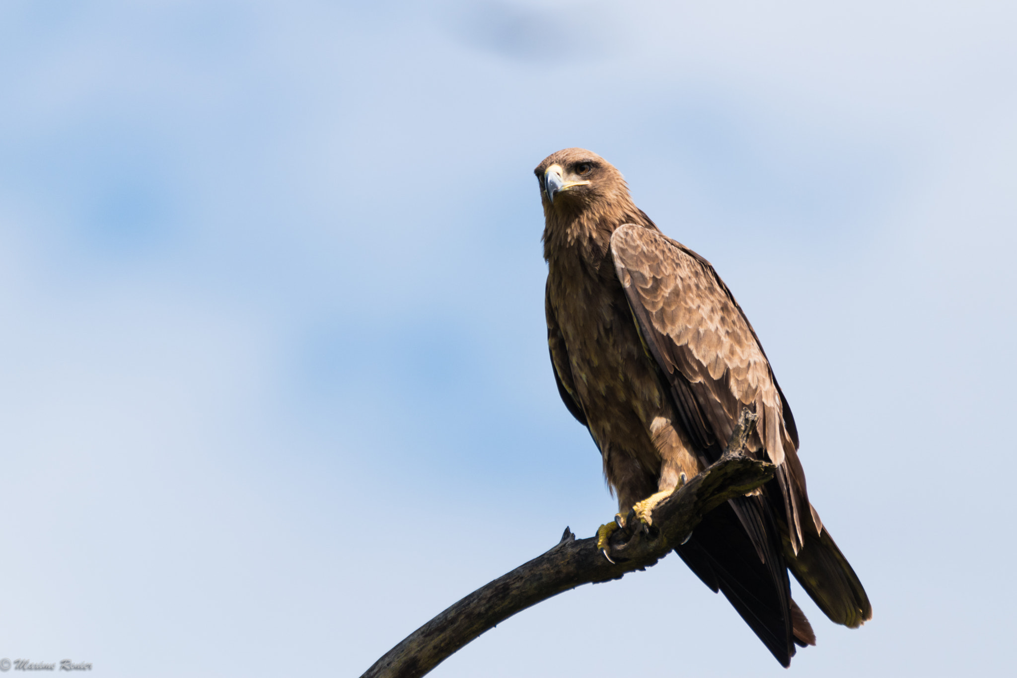 Sigma 150-600mm F5-6.3 DG OS HSM | C sample photo. Safari in tanzania photography