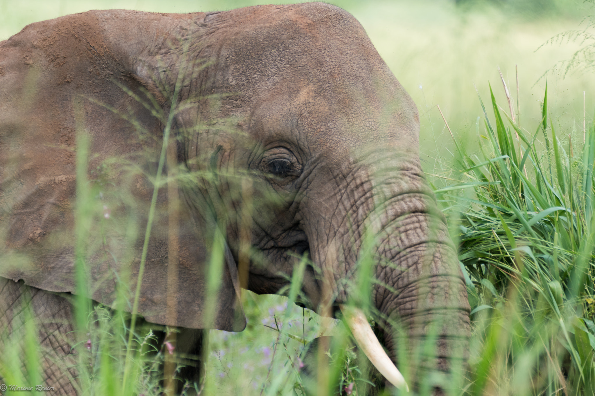 Sigma 150-600mm F5-6.3 DG OS HSM | C sample photo. Safari in tanzania photography