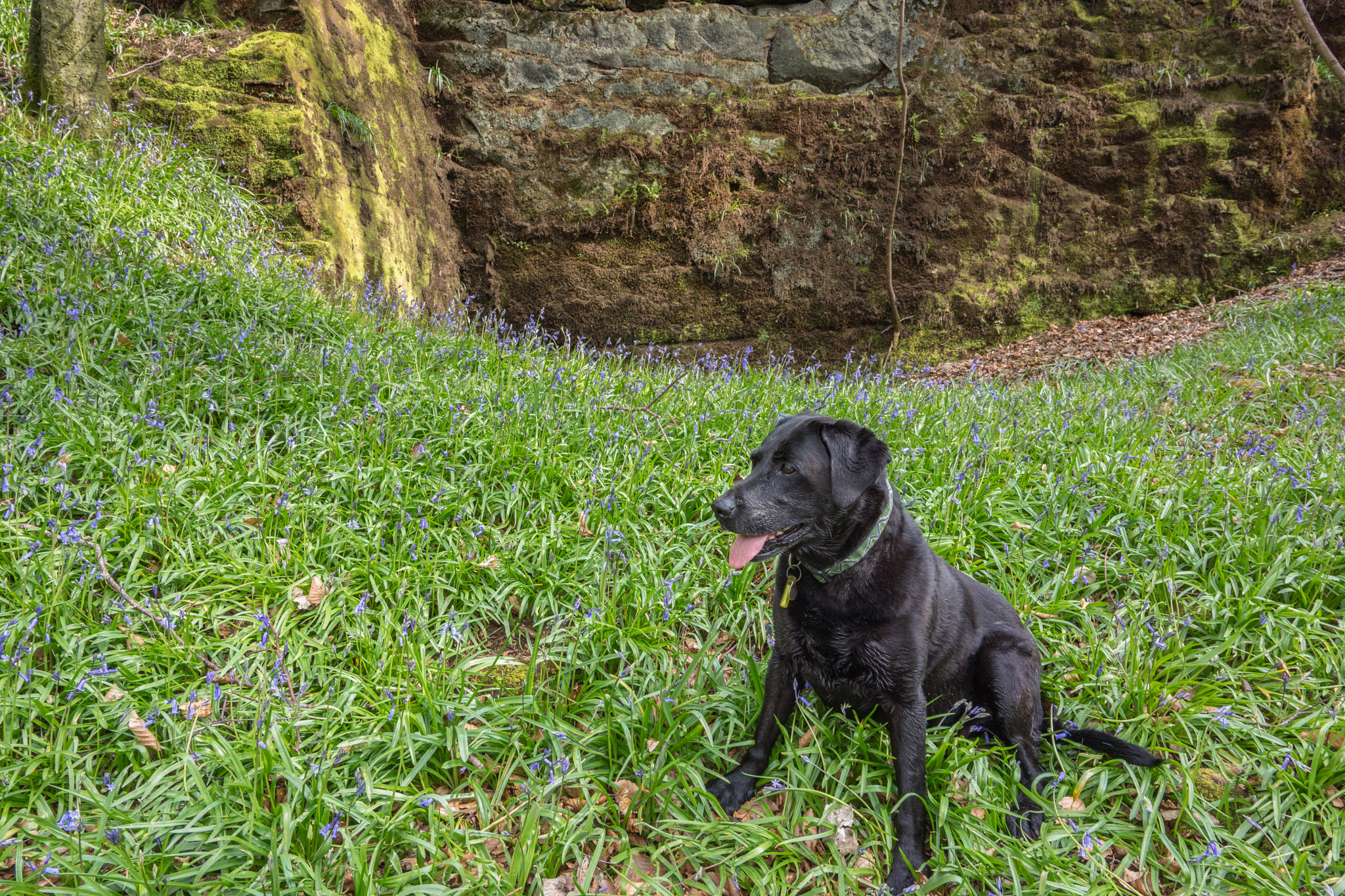 16-35mm F4 ZA OSS sample photo. Relaxing in the bluebells photography