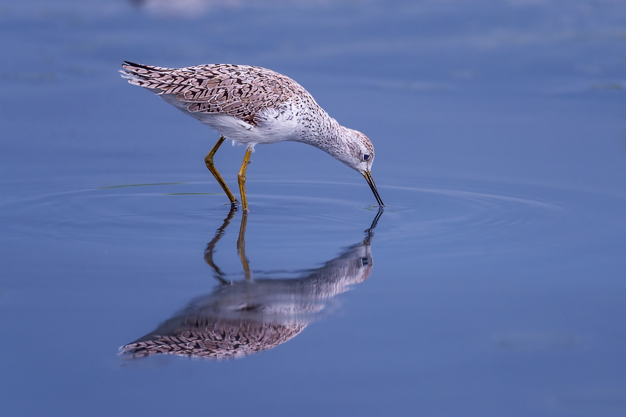 Nikon D4 sample photo. বল বটন marsh sandpiper tringa stagnatilis photography