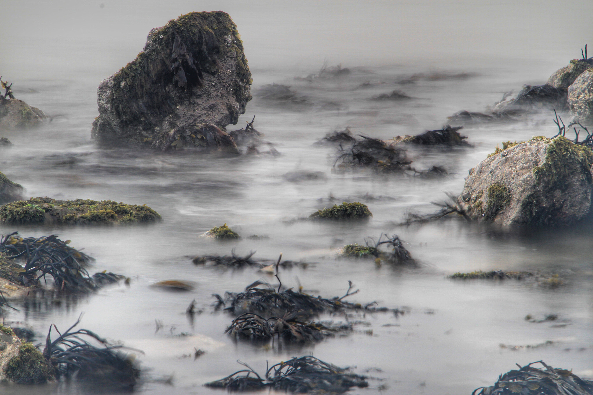 Canon EOS 7D + Canon 18-270mm sample photo. "seaweed" made the most of the fog today photography