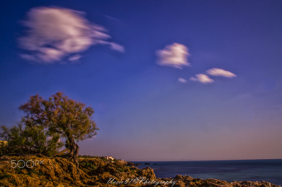 Sony Alpha DSLR-A580 + Tamron SP 24-70mm F2.8 Di VC USD sample photo. Tamarisk tree on the rocks photography