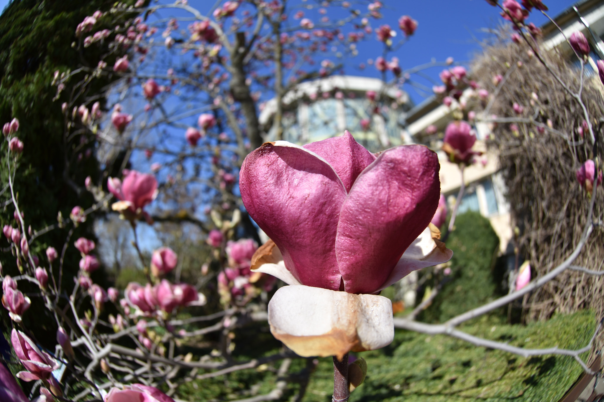 Nikon AF DX Fisheye-Nikkor 10.5mm F2.8G ED sample photo. Flowers in perspective photography