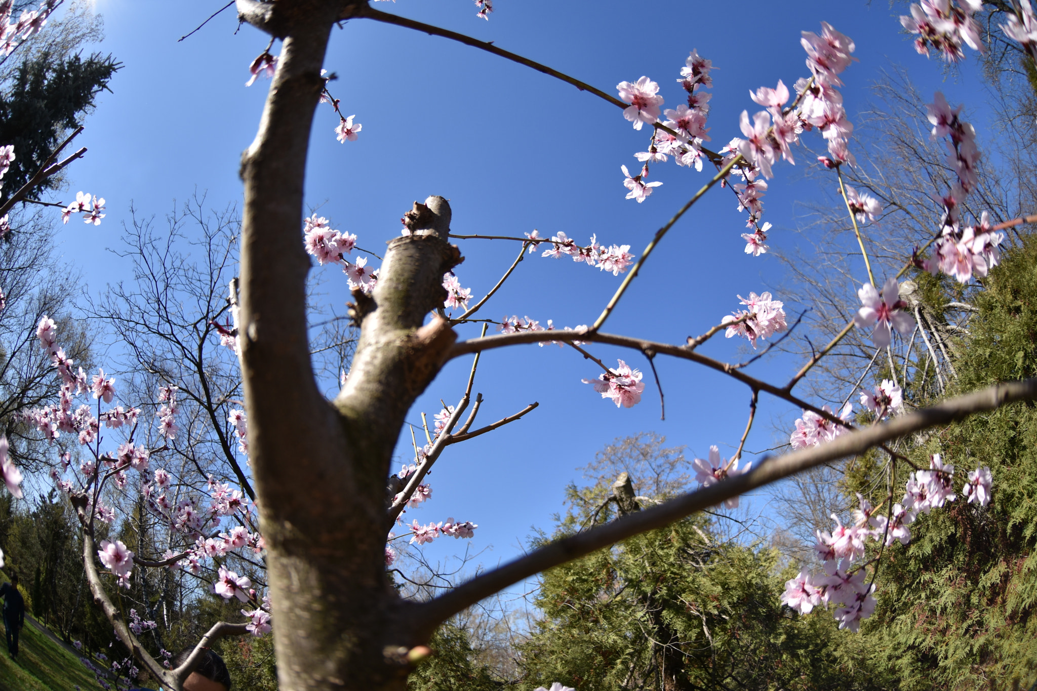 Nikon AF DX Fisheye-Nikkor 10.5mm F2.8G ED sample photo. Flowers in perspective photography