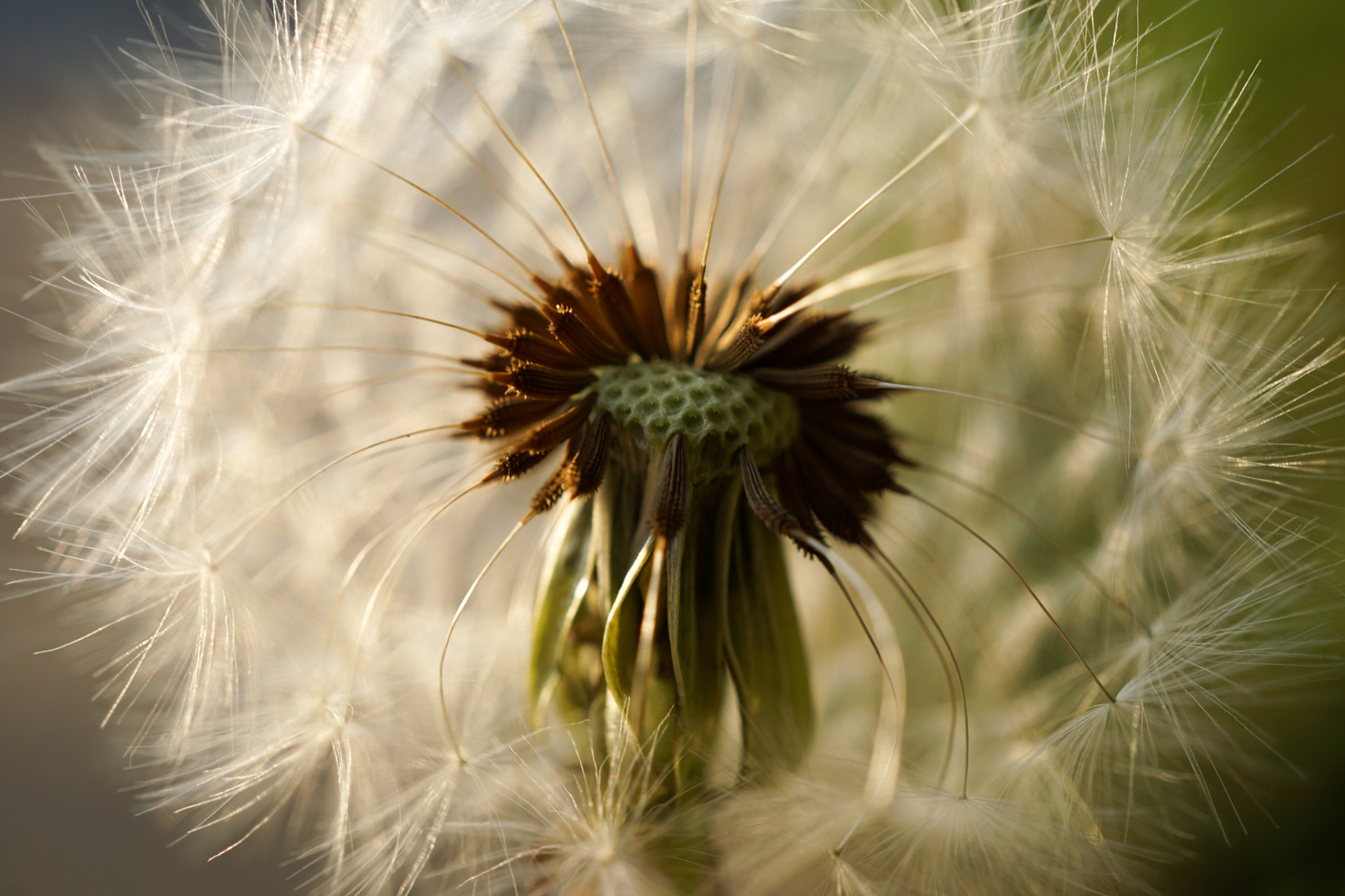 Sony a5100 + Sony E 30mm F3.5 Macro sample photo. Dandelion photography
