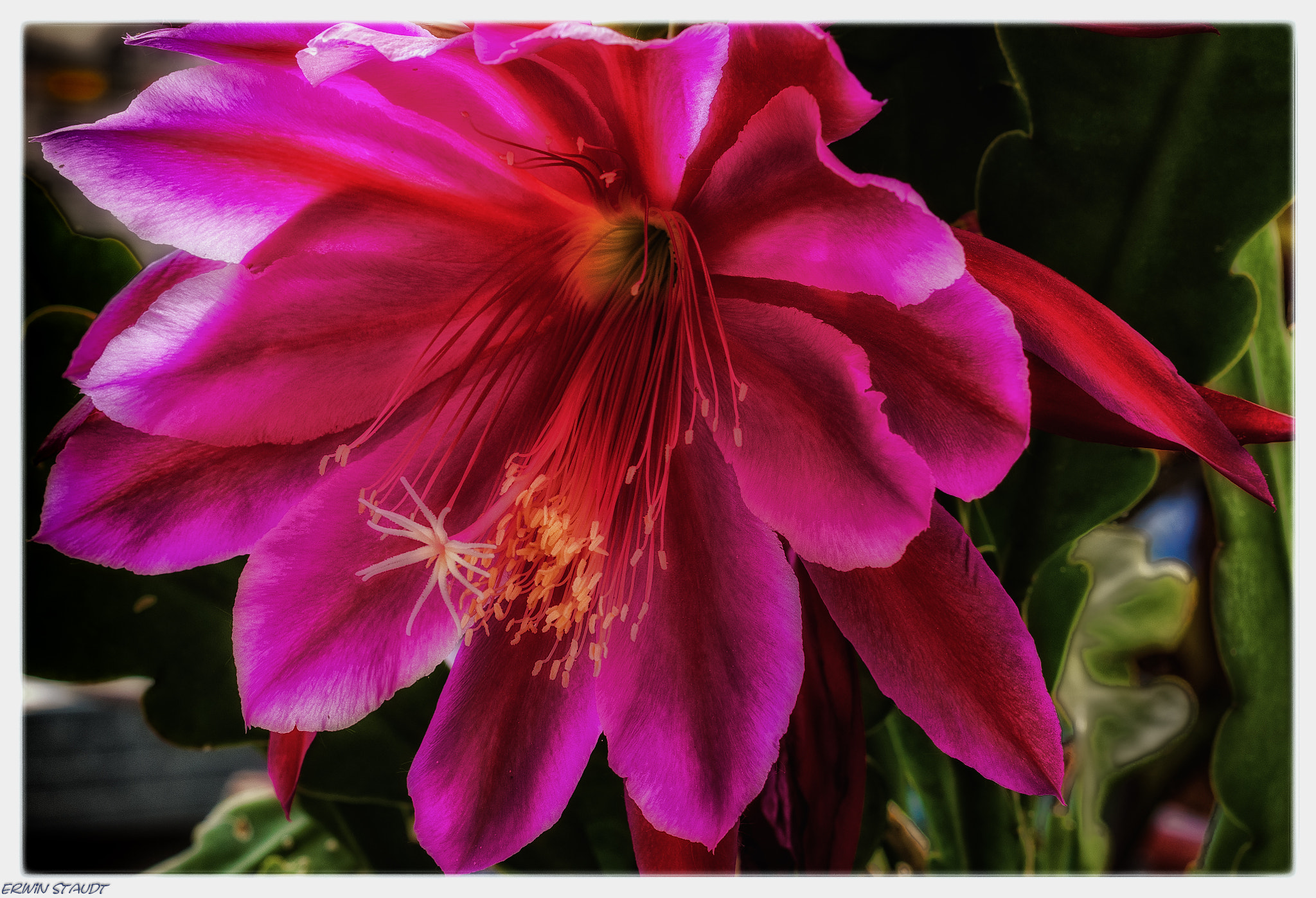 Pentax K-x sample photo. Schlumbergera photography