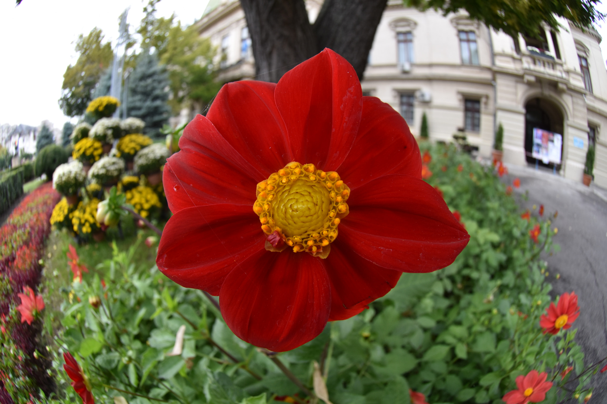 Nikon AF DX Fisheye-Nikkor 10.5mm F2.8G ED sample photo. Flowers in perspective photography