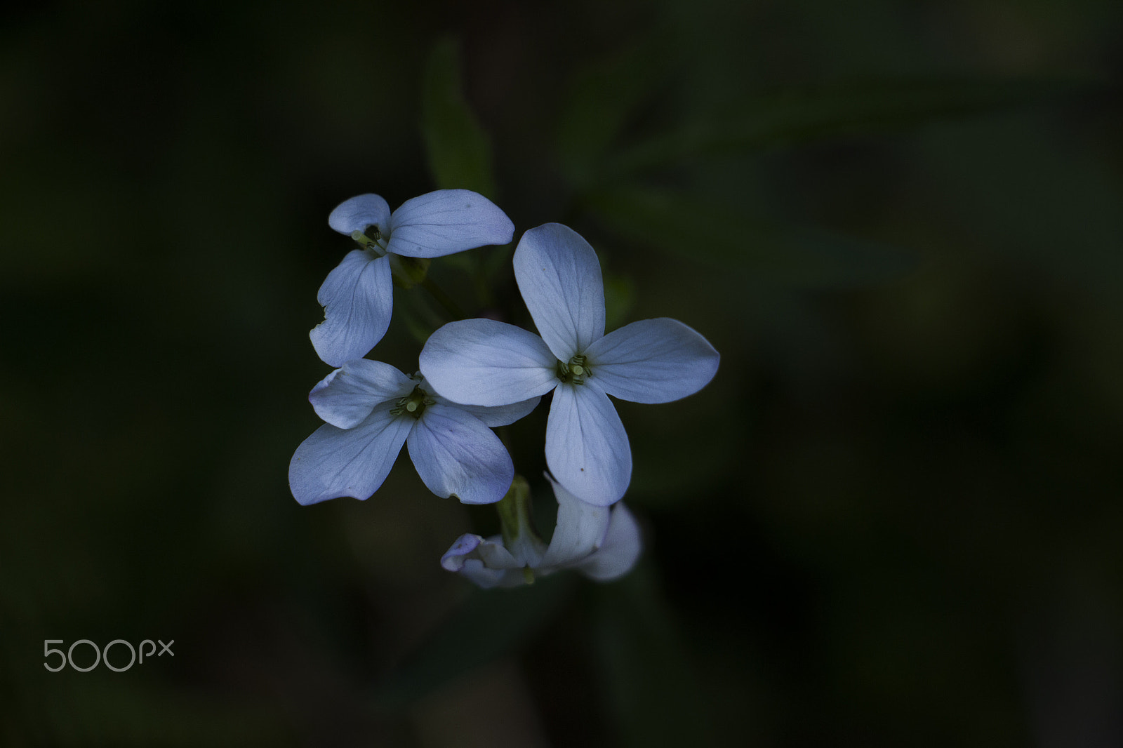 Canon EF-S 18-135mm F3.5-5.6 IS STM sample photo. Flower photography