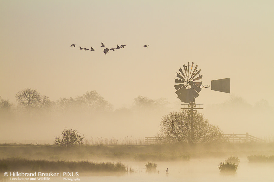 Canon EF 70-200mm F2.8L USM sample photo. Golden marsh photography