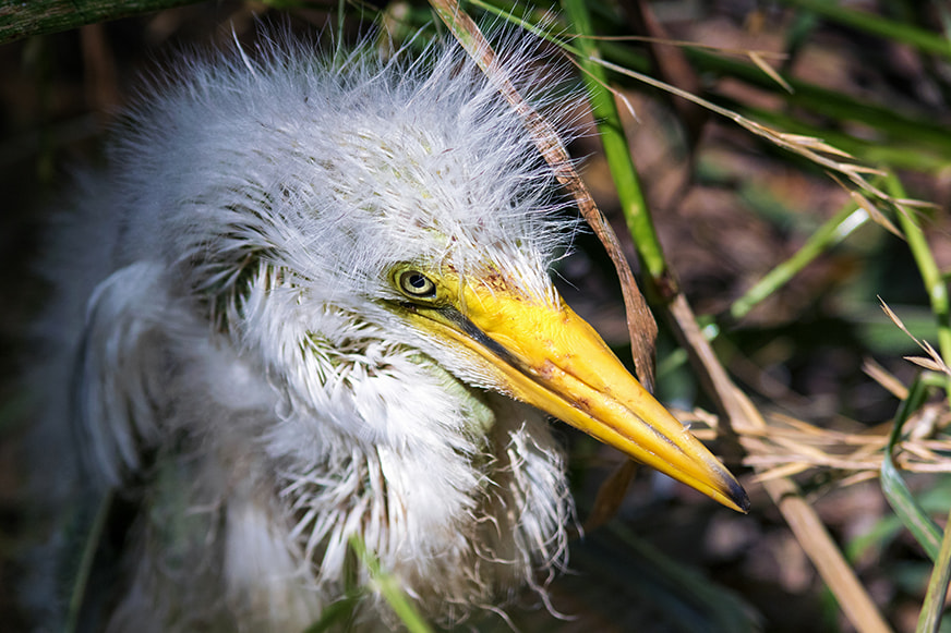 Nikon 1 V3 + VR 70-200mm f/2.8G sample photo. 1.jpg photography