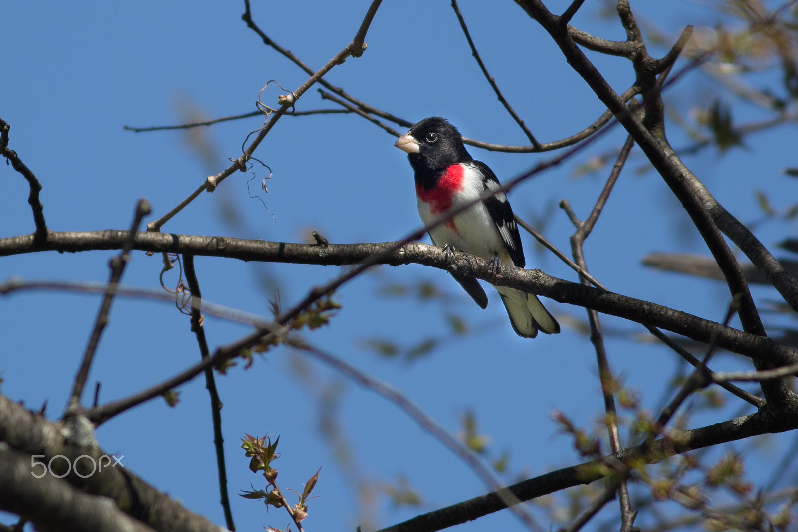 Canon EOS 60D + Canon EF 400mm F5.6L USM sample photo. Rosebreastedgrosbeak maleintree photography