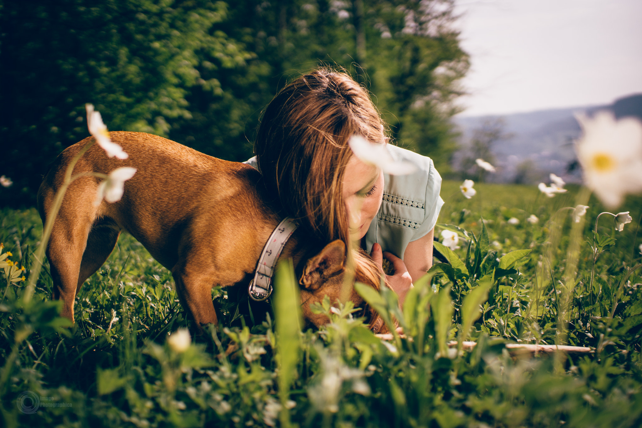 Sony SLT-A77 + Sigma 30mm F1.4 EX DC HSM sample photo. Dog-love photography