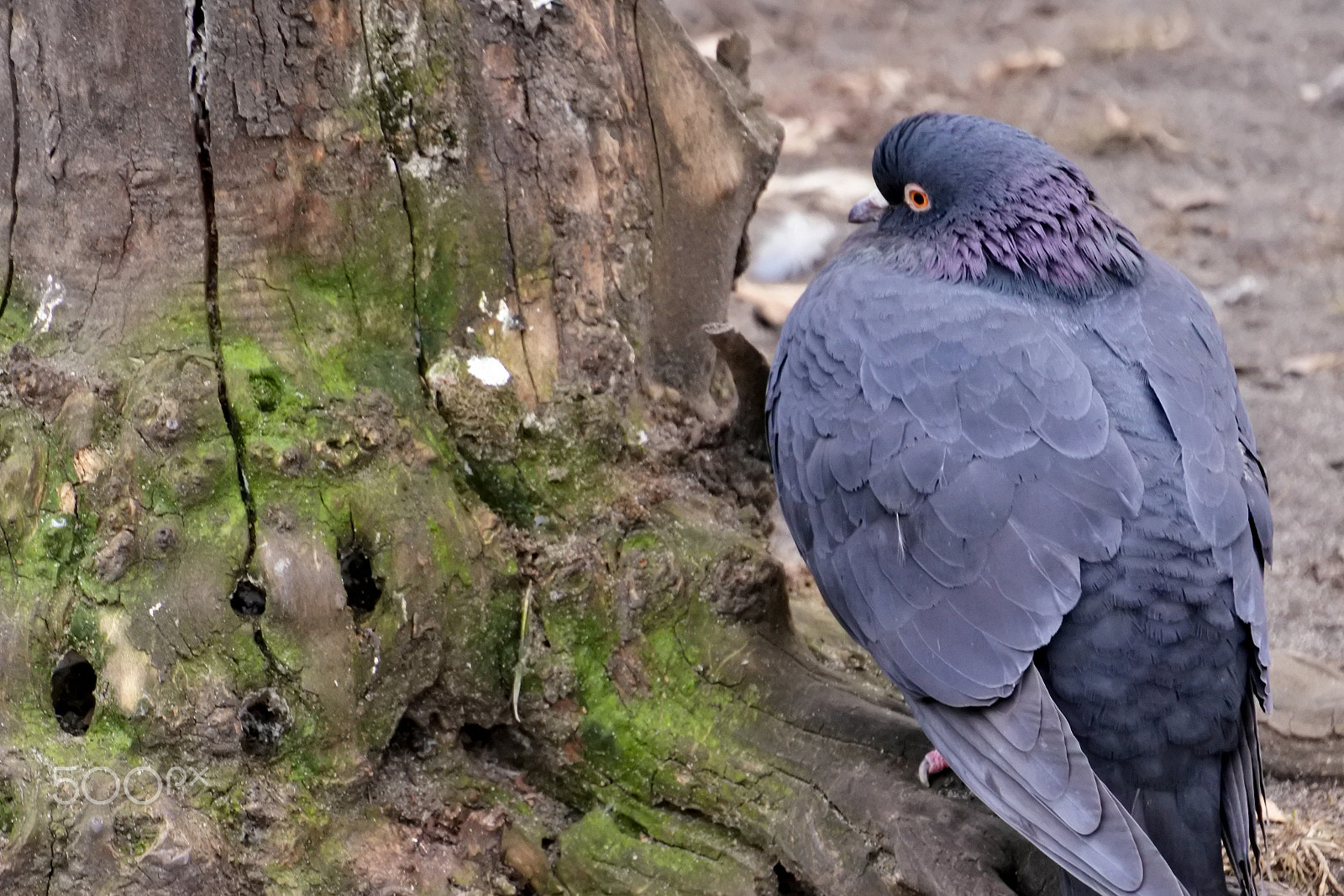 Nikon 1 Nikkor VR 30-110mm F3.8-5.6 sample photo. Polish pigeons photography