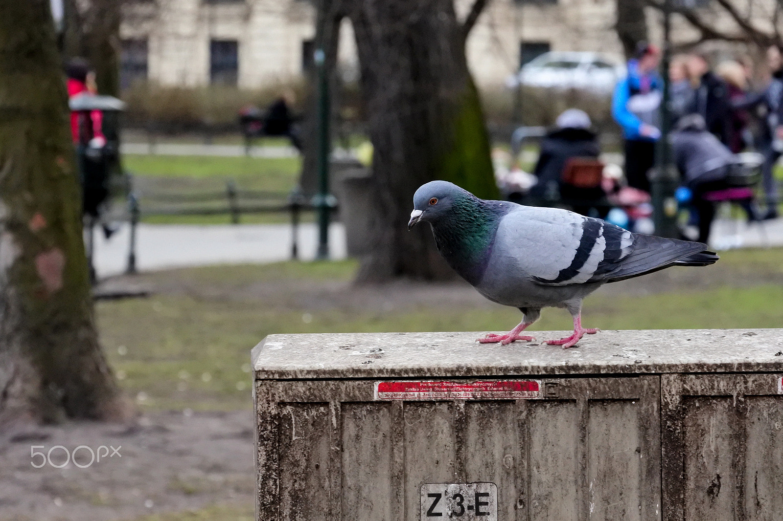 Nikon 1 Nikkor VR 30-110mm F3.8-5.6 sample photo. Polish pigeons photography