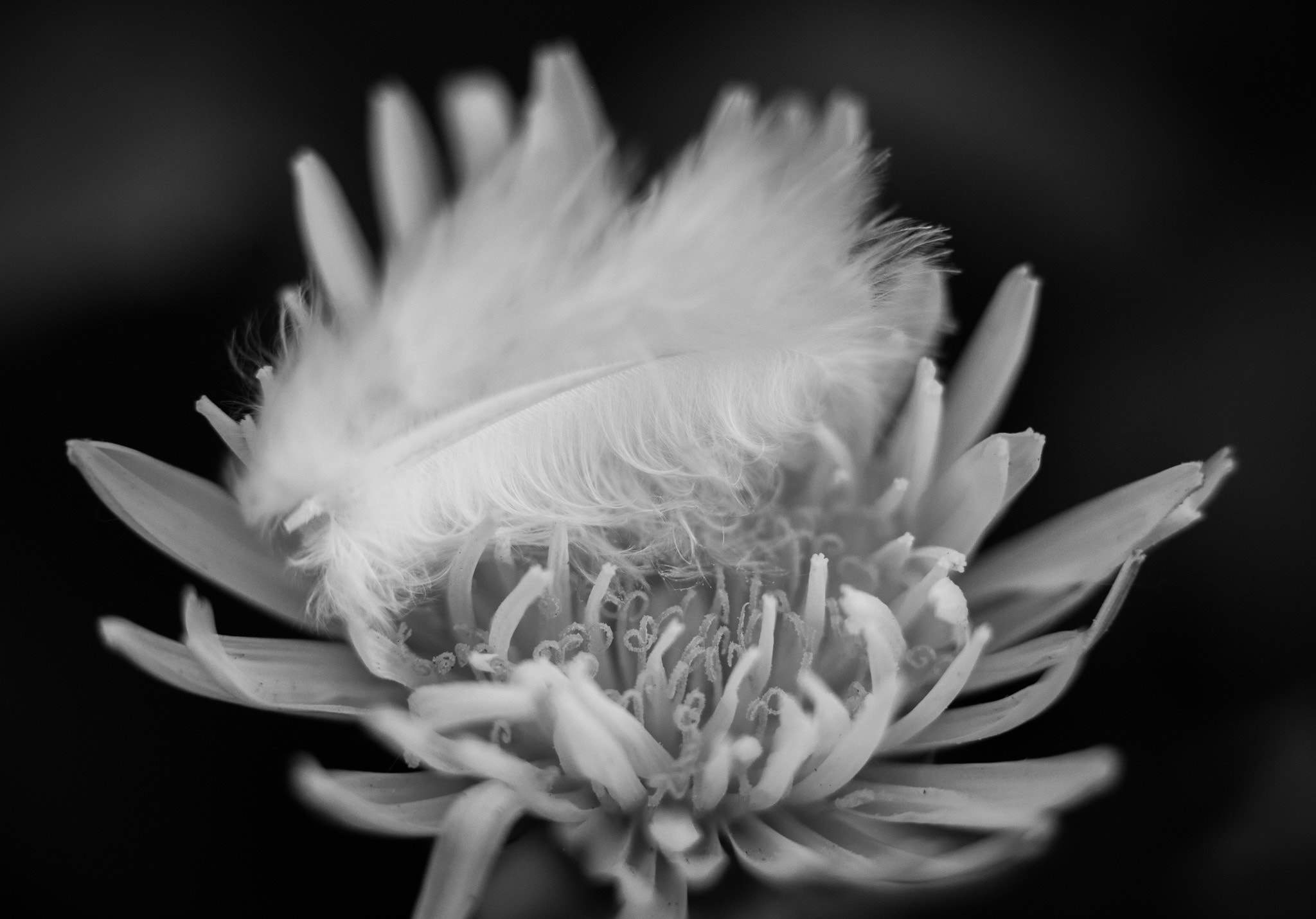 ZEISS Makro-Planar T* 100mm F2 sample photo. Cradled photography