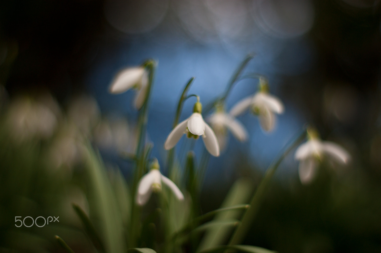 Sony Alpha DSLR-A380 + Minolta AF 50mm F1.7 New sample photo. Snowdrops photography