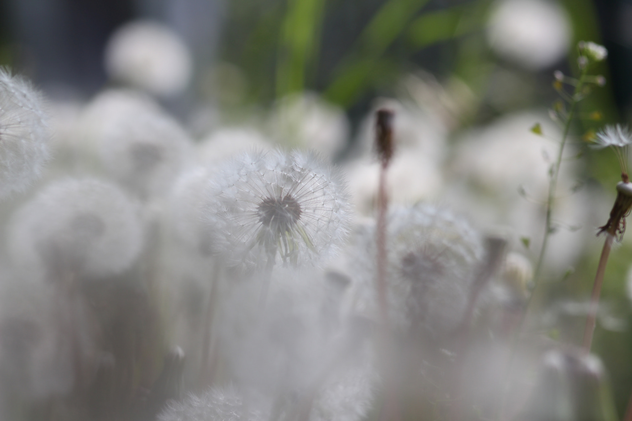 Canon EOS 650D (EOS Rebel T4i / EOS Kiss X6i) + Sigma 105mm F2.8 EX DG Macro sample photo. Dandelion photography