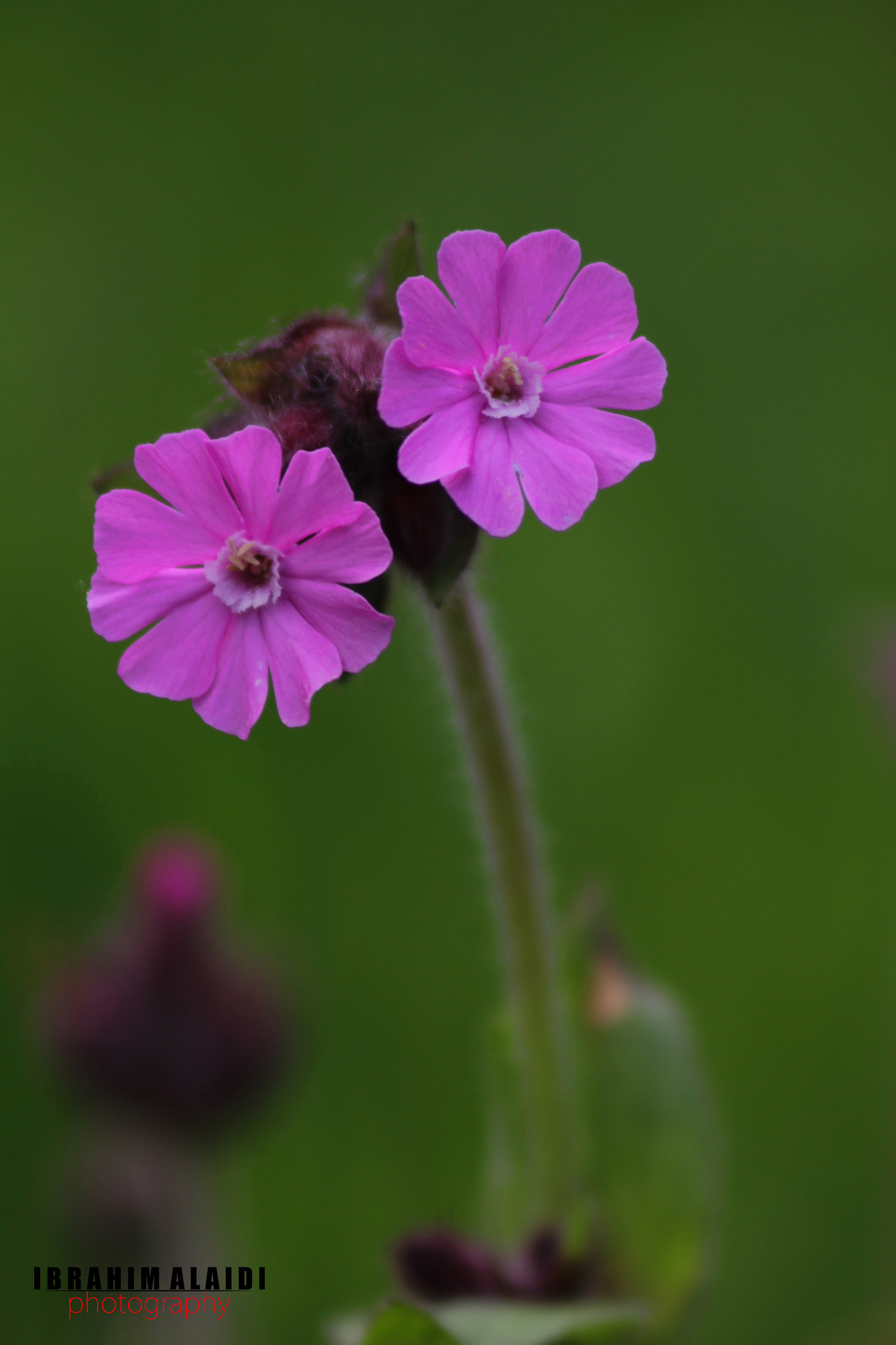 Canon EF 75-300mm F4.0-5.6 IS USM sample photo