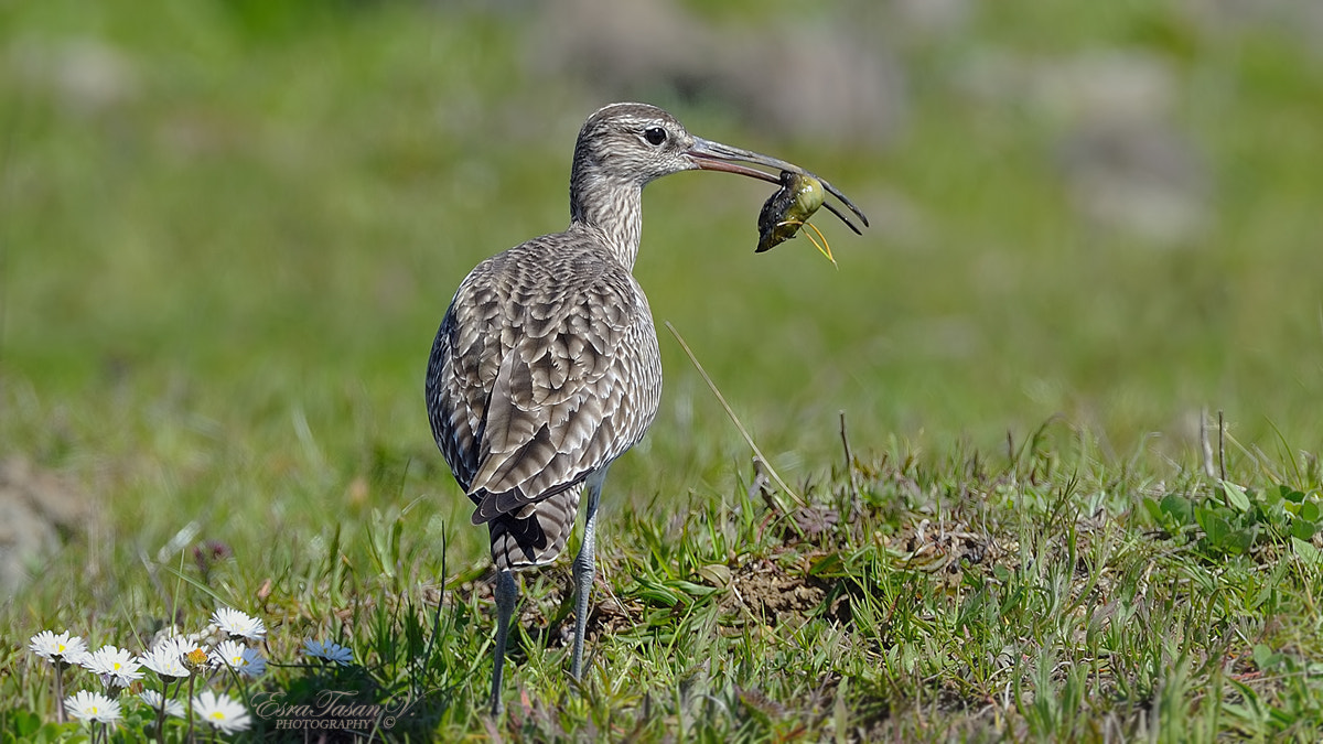 Nikon AF-S Nikkor 600mm F4D ED-IF II sample photo. Whimbrel / sürmeli kervançulluğu ... photography