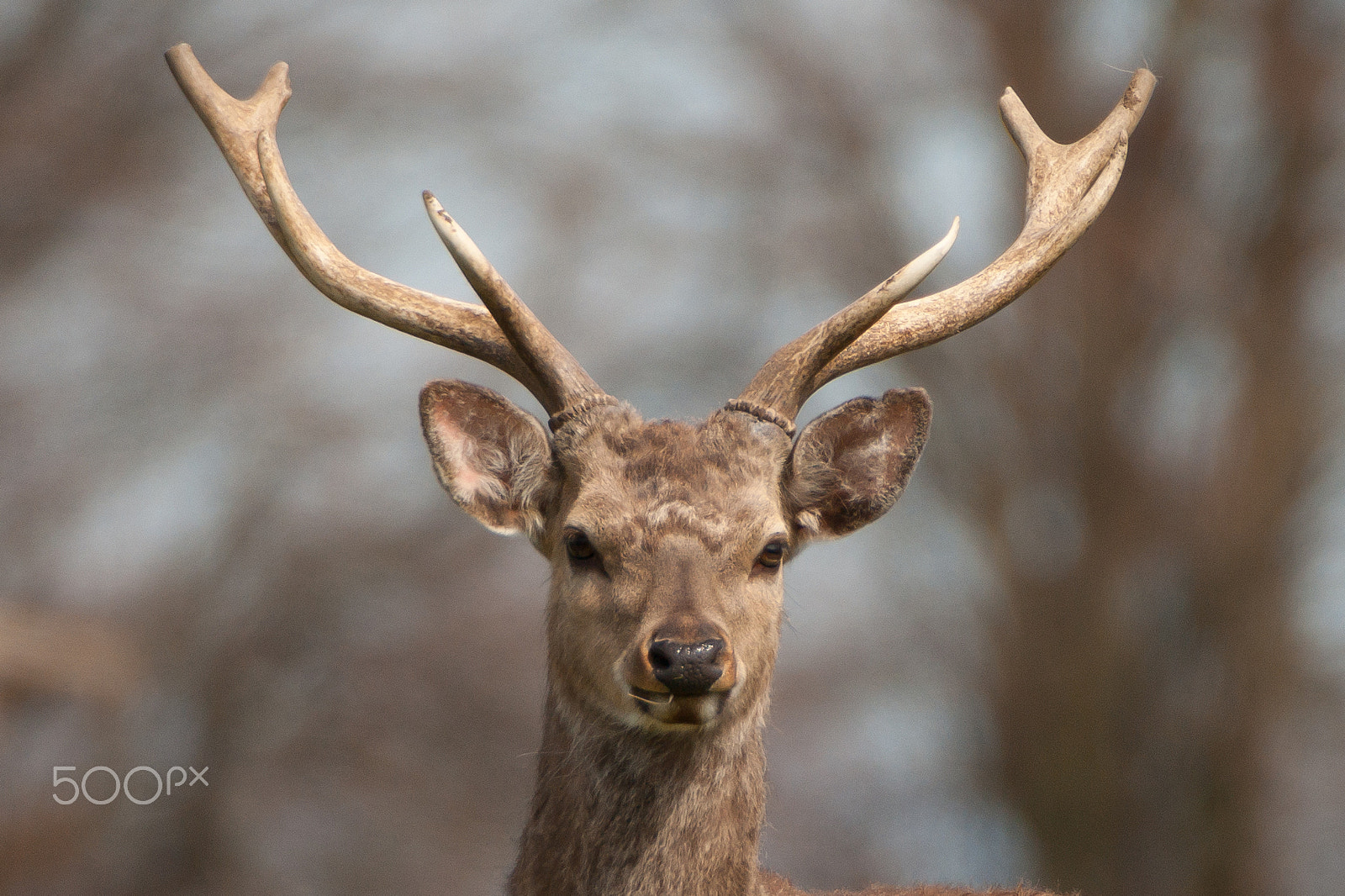 Sony Alpha DSLR-A380 sample photo. Sika stag photography