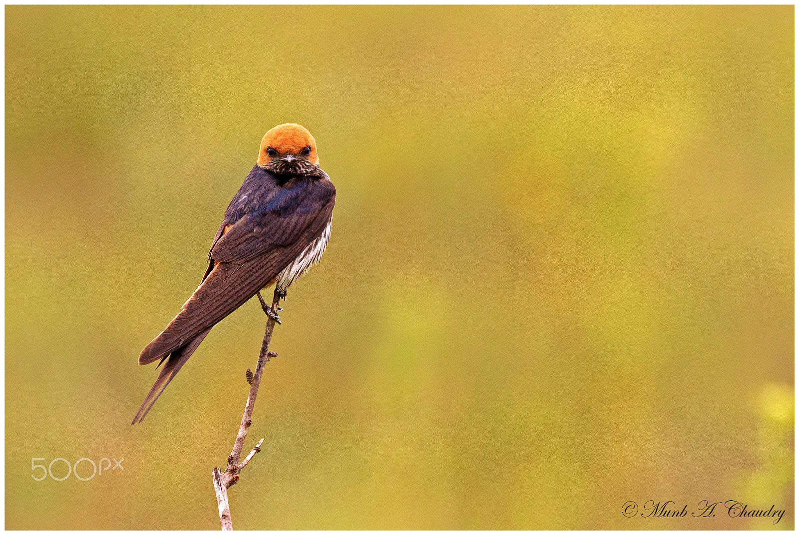 Canon EOS-1D Mark IV + Canon EF 200-400mm F4L IS USM Extender 1.4x sample photo. Red-capped swallow! photography